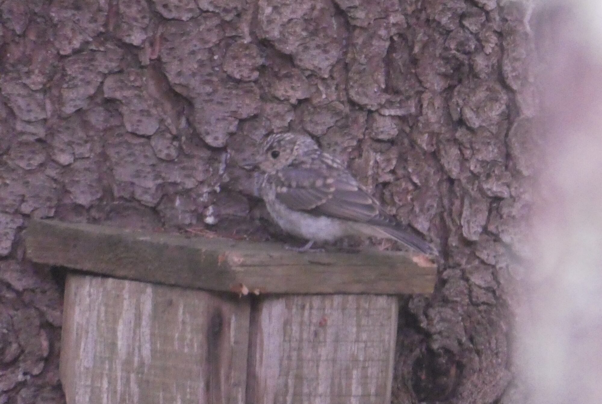 Valokuvaaja: Anja Mustamaa