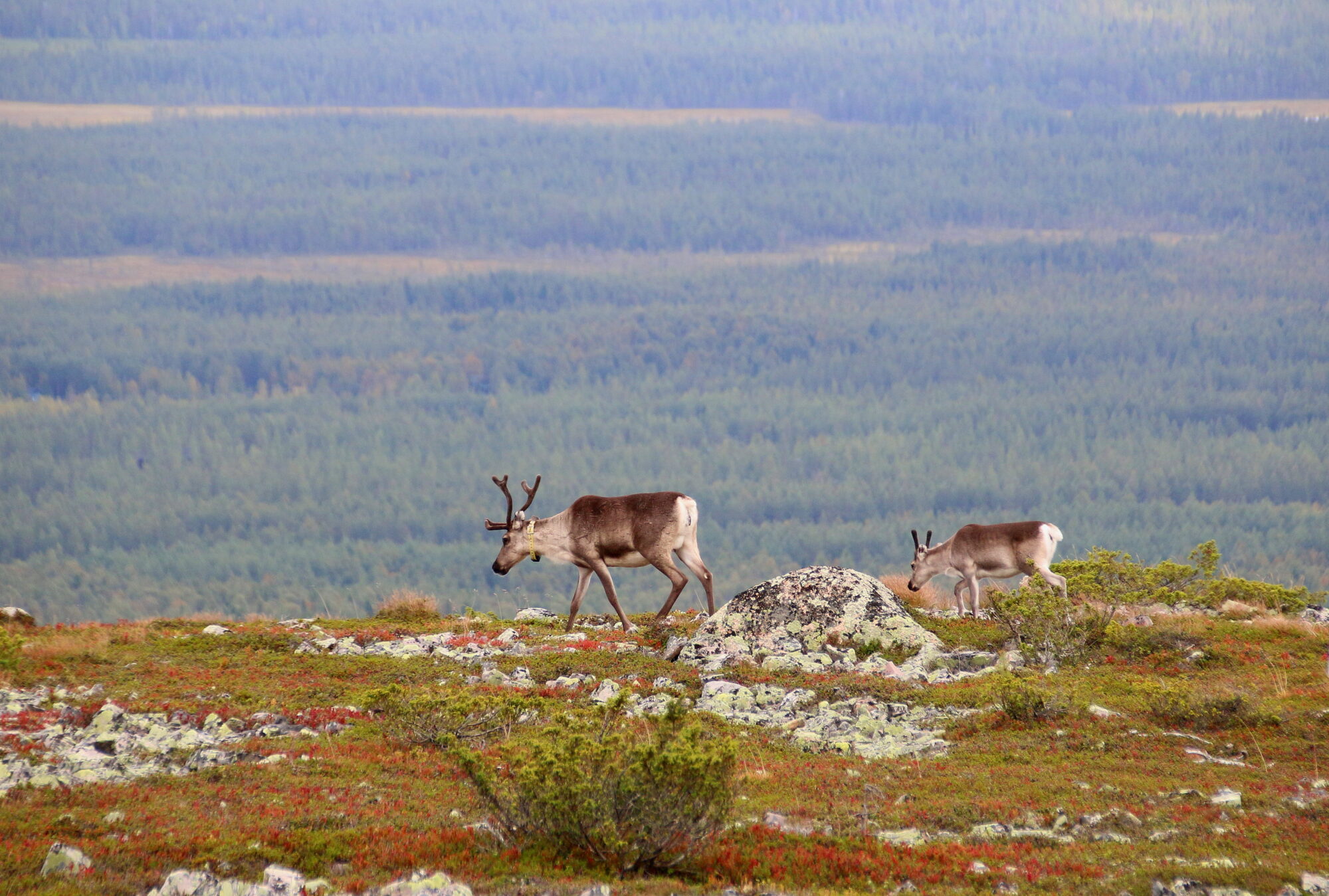 Valokuvaaja: Tuukka Pahtamaa Valokuvaaja: Tuukka Pahtamaa