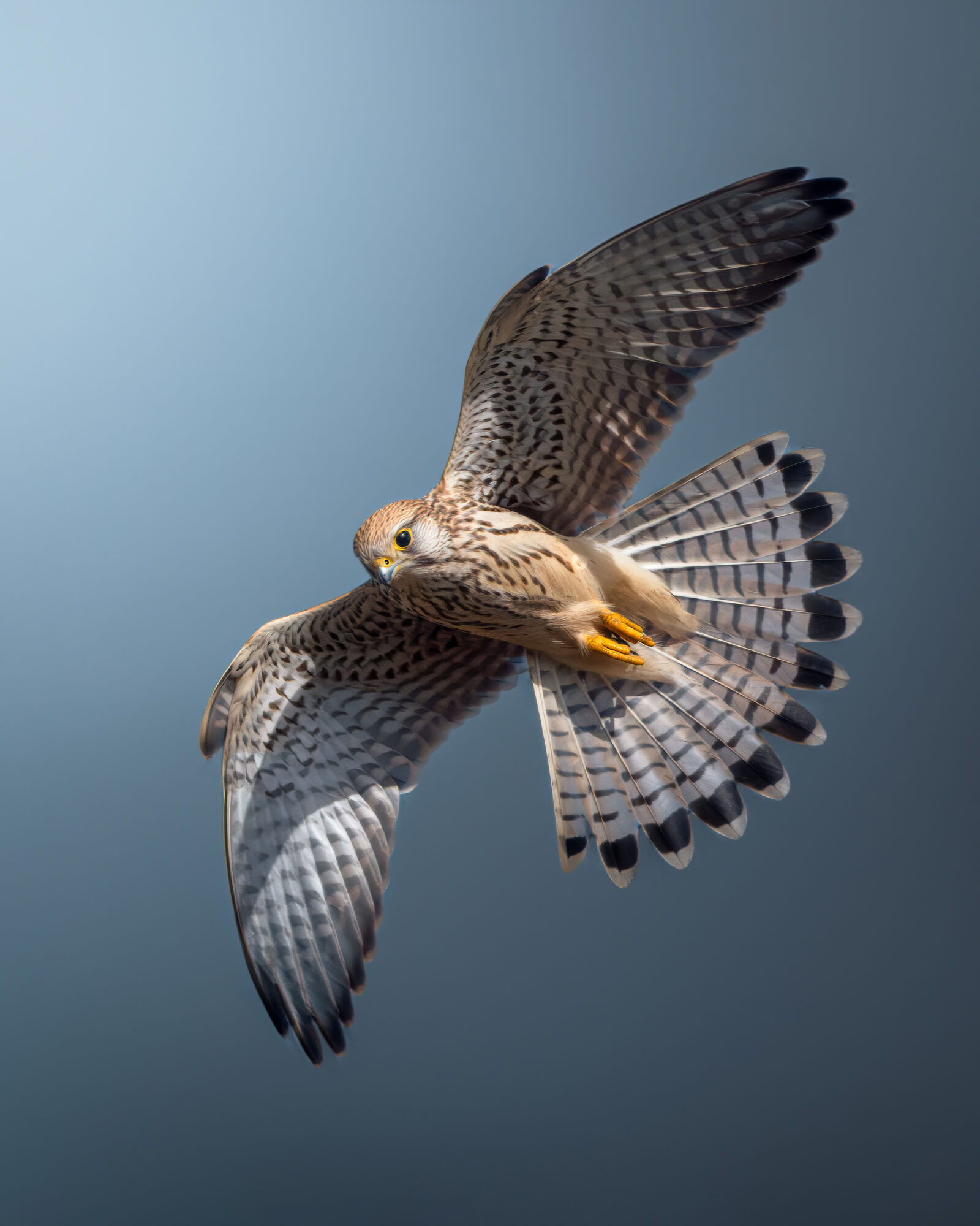 Valokuvaaja: Laura Lehtola Valokuvaaja: Laura Lehtola