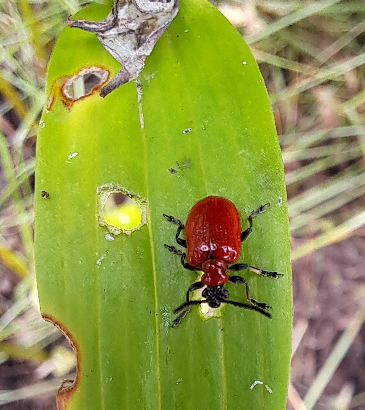 Valokuvaaja: Irja Lehtinen