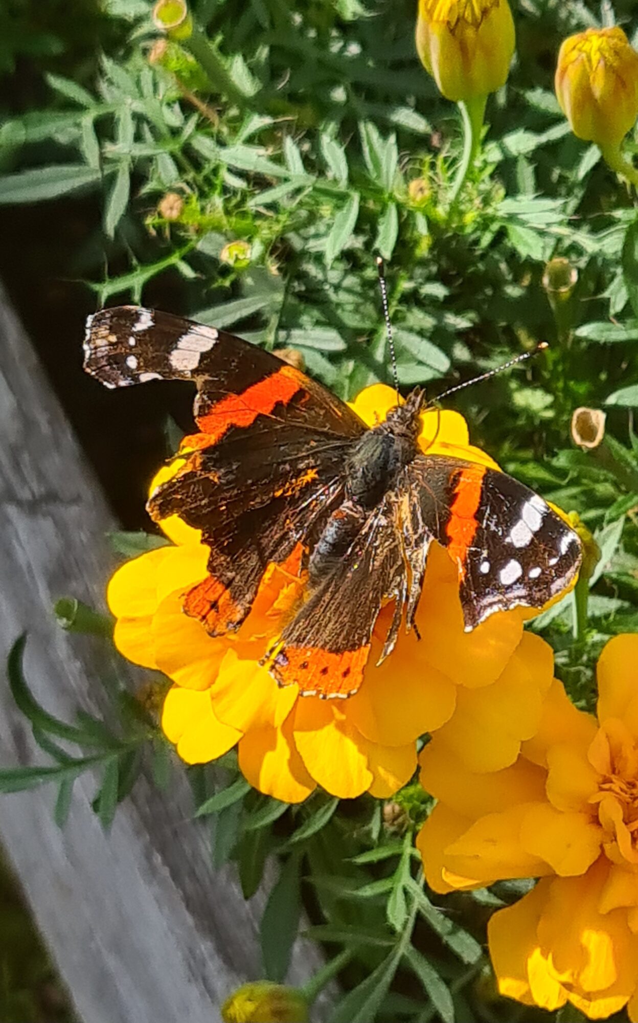 Valokuvaaja: Päivi Seppälä Valokuvaaja: Päivi Seppälä