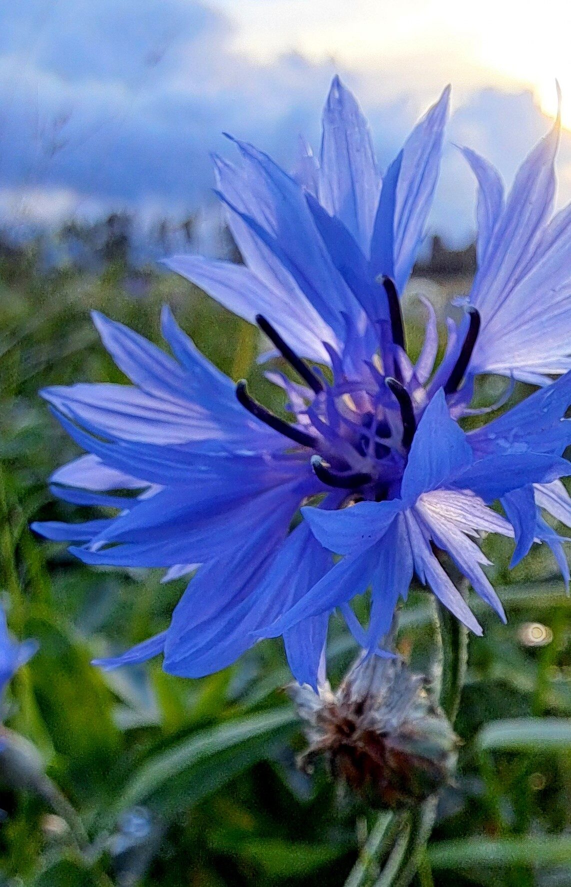 Valokuvaaja: Irja Lehtinen