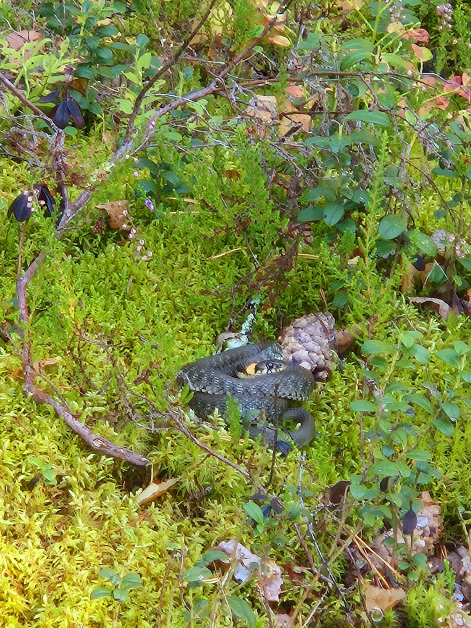 Valokuvaaja: Anne Mikkola