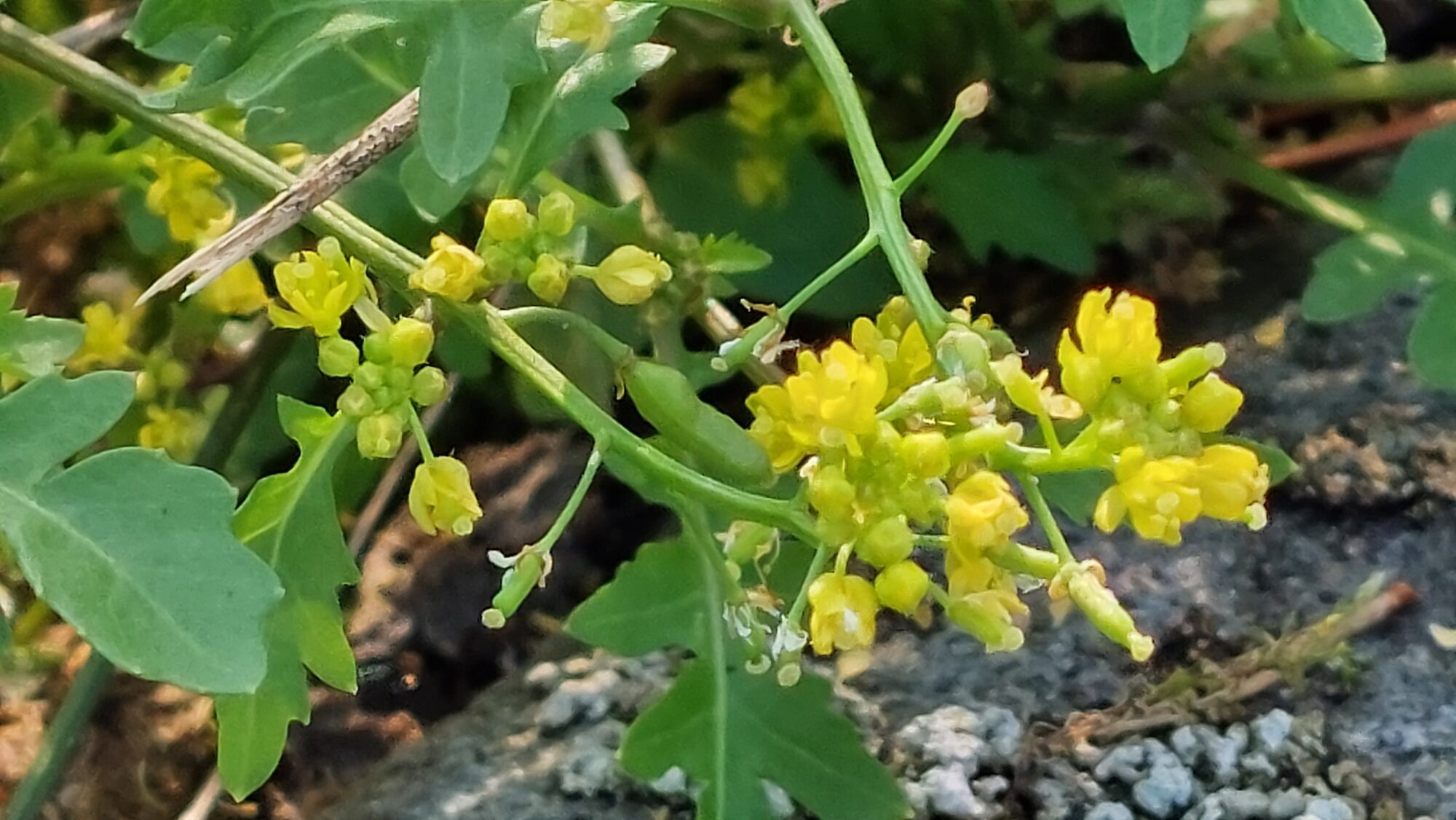 Valokuvaaja: Tarja Naukkarinen