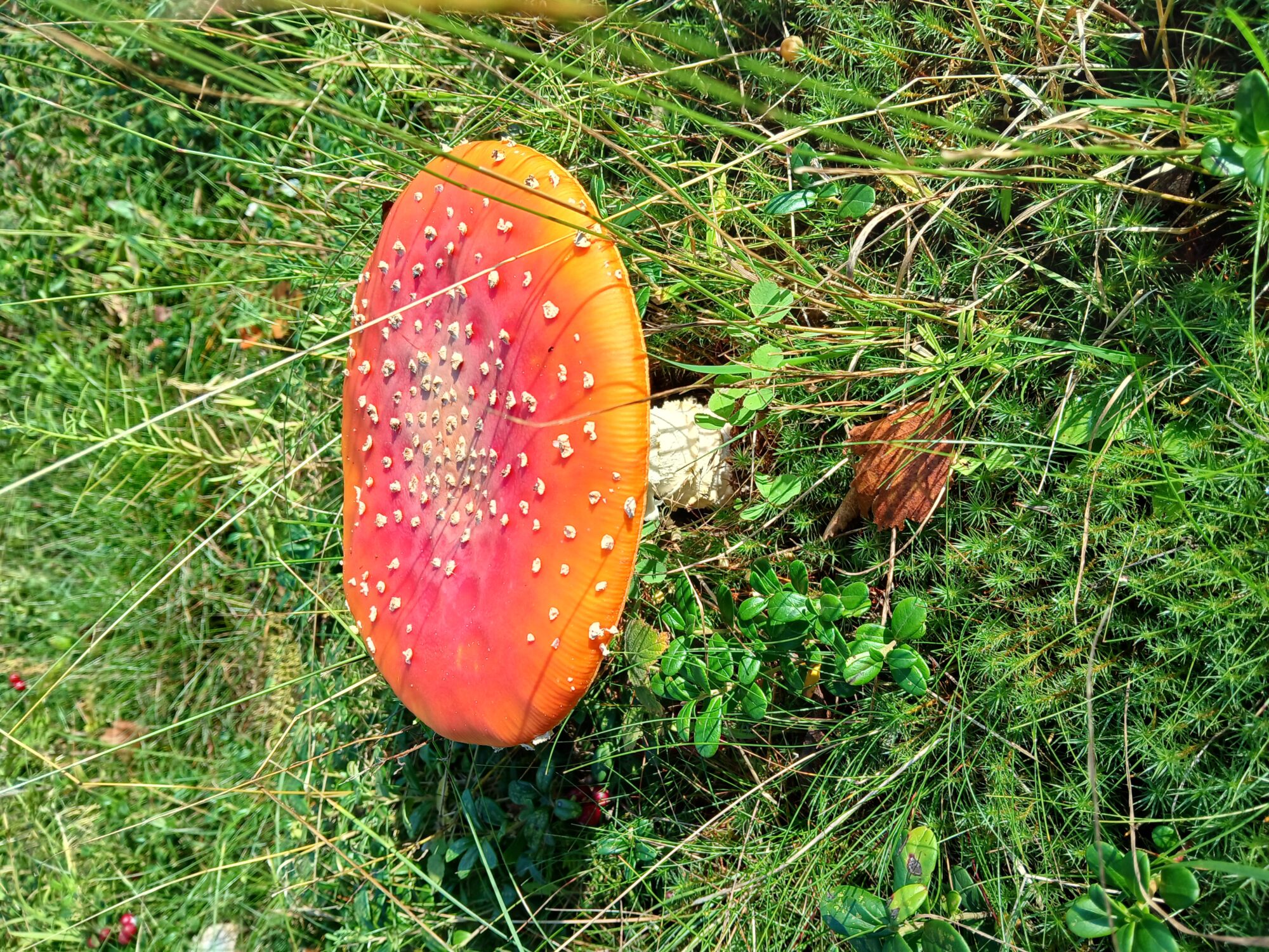 Valokuvaaja: Auli Feldt