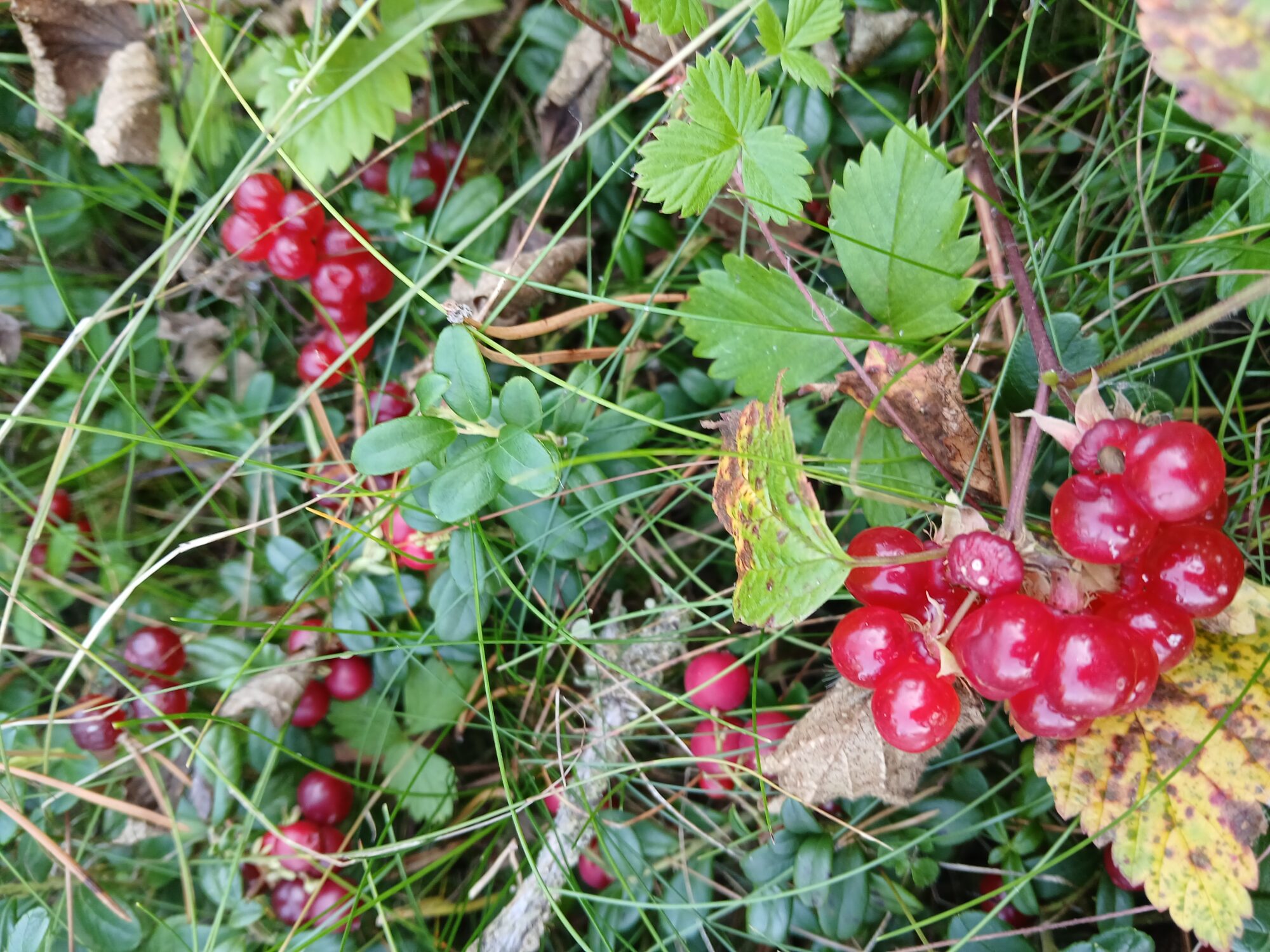 Valokuvaaja: Auli Feldt