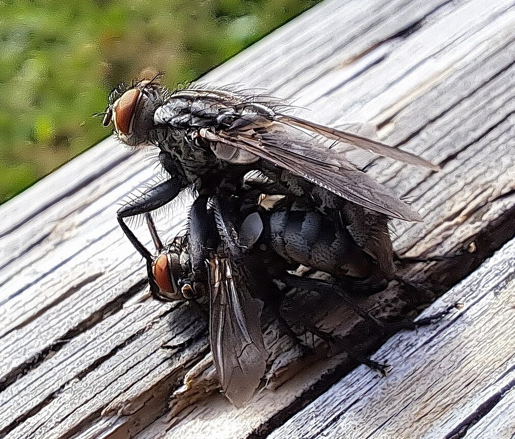 Valokuvaaja: Irja Lehtinen