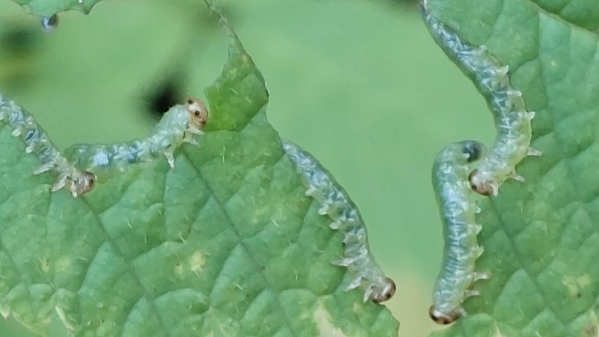 Valokuvaaja: Tarja Naukkarinen Valokuvaaja: Tarja Naukkarinen