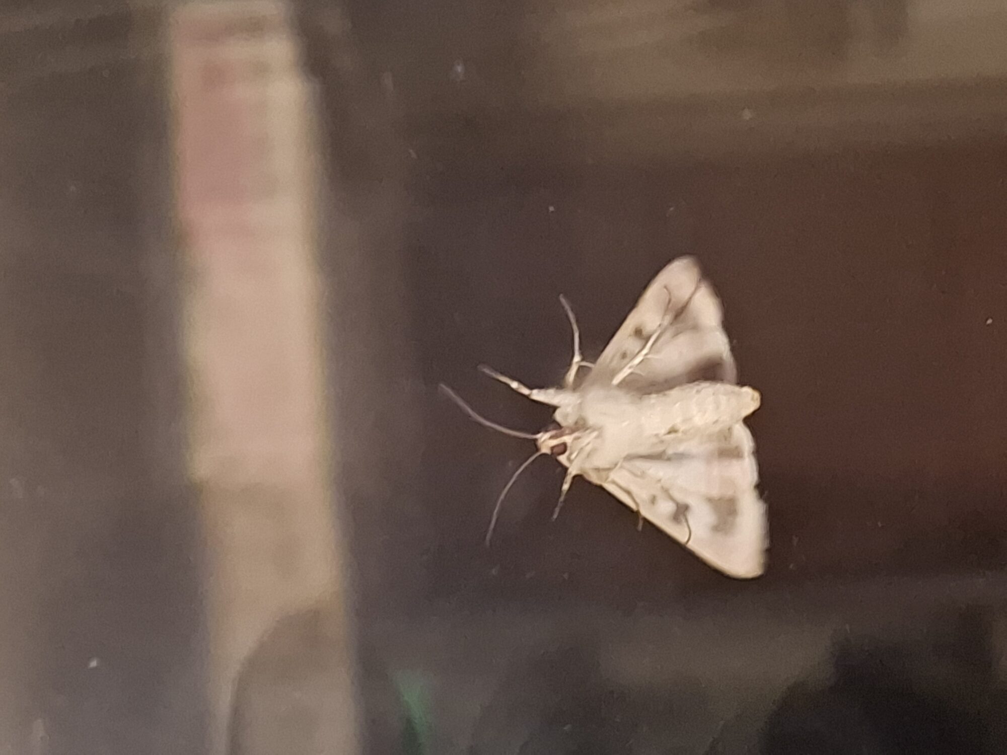 Valokuvaaja: Satu Suuntala Valokuvaaja: Satu Suuntala