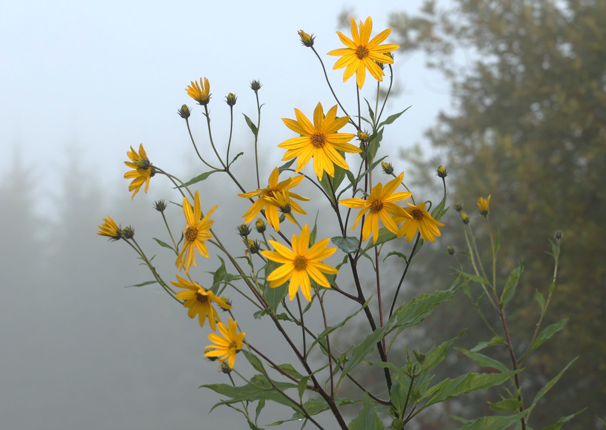 Valokuvaaja: Kaarina Heiskanen