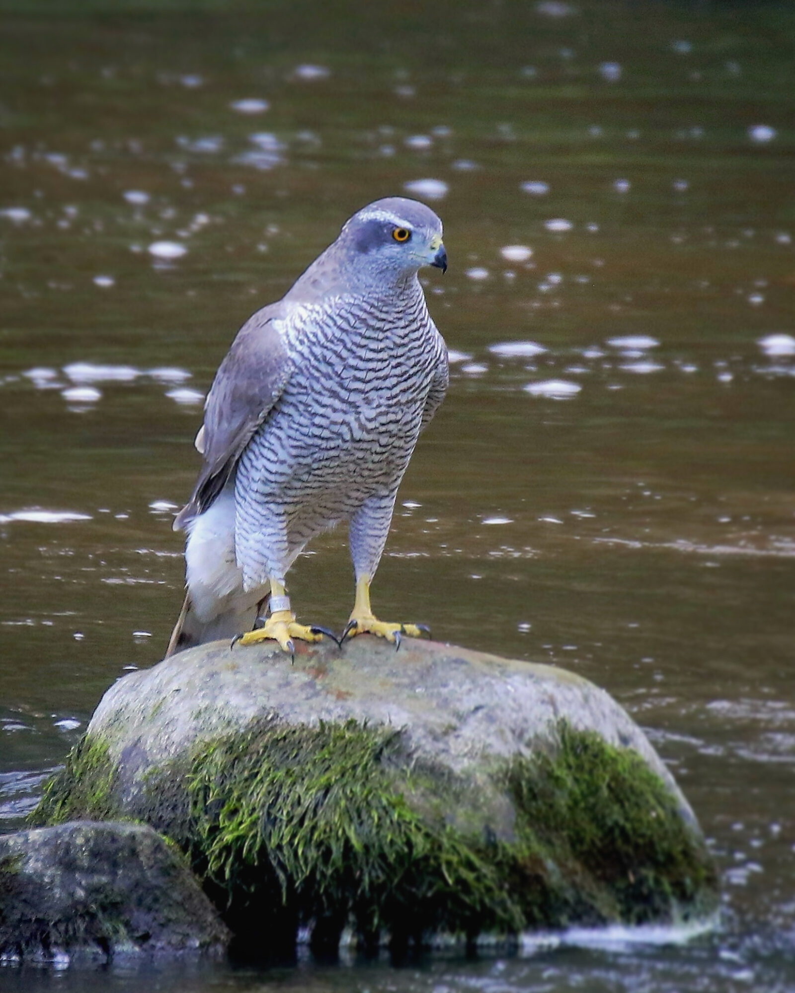 Valokuvaaja: Mikko Siikavesi