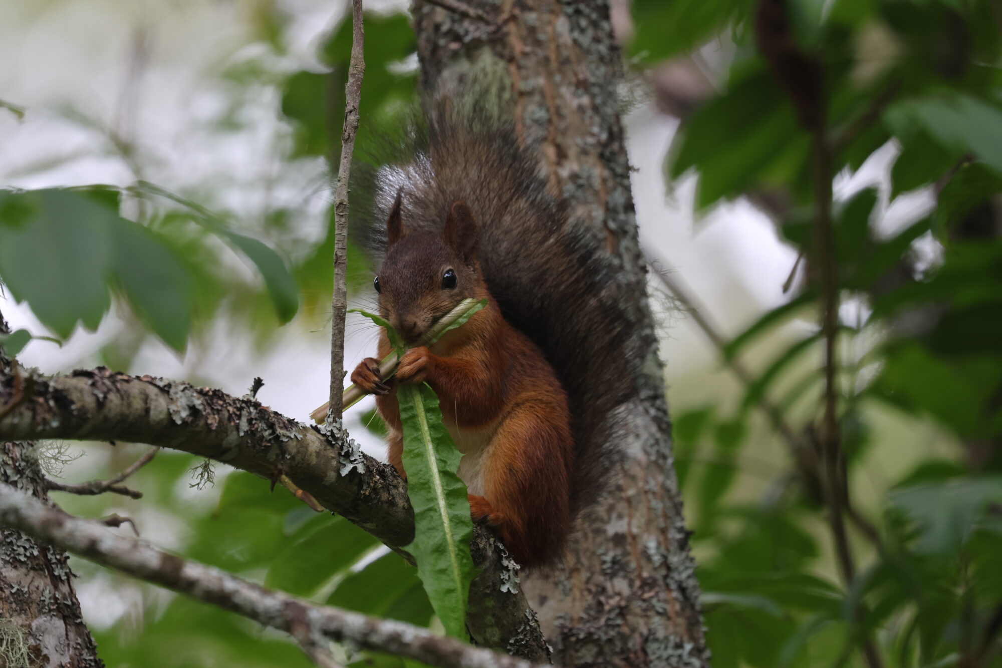 Valokuvaaja: Susanna Hannula