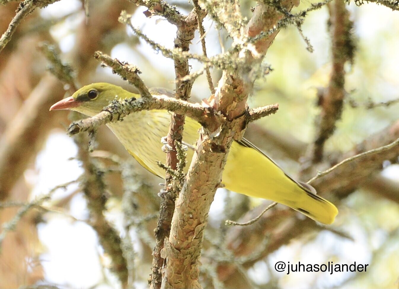 Valokuvaaja: Juha Soljander