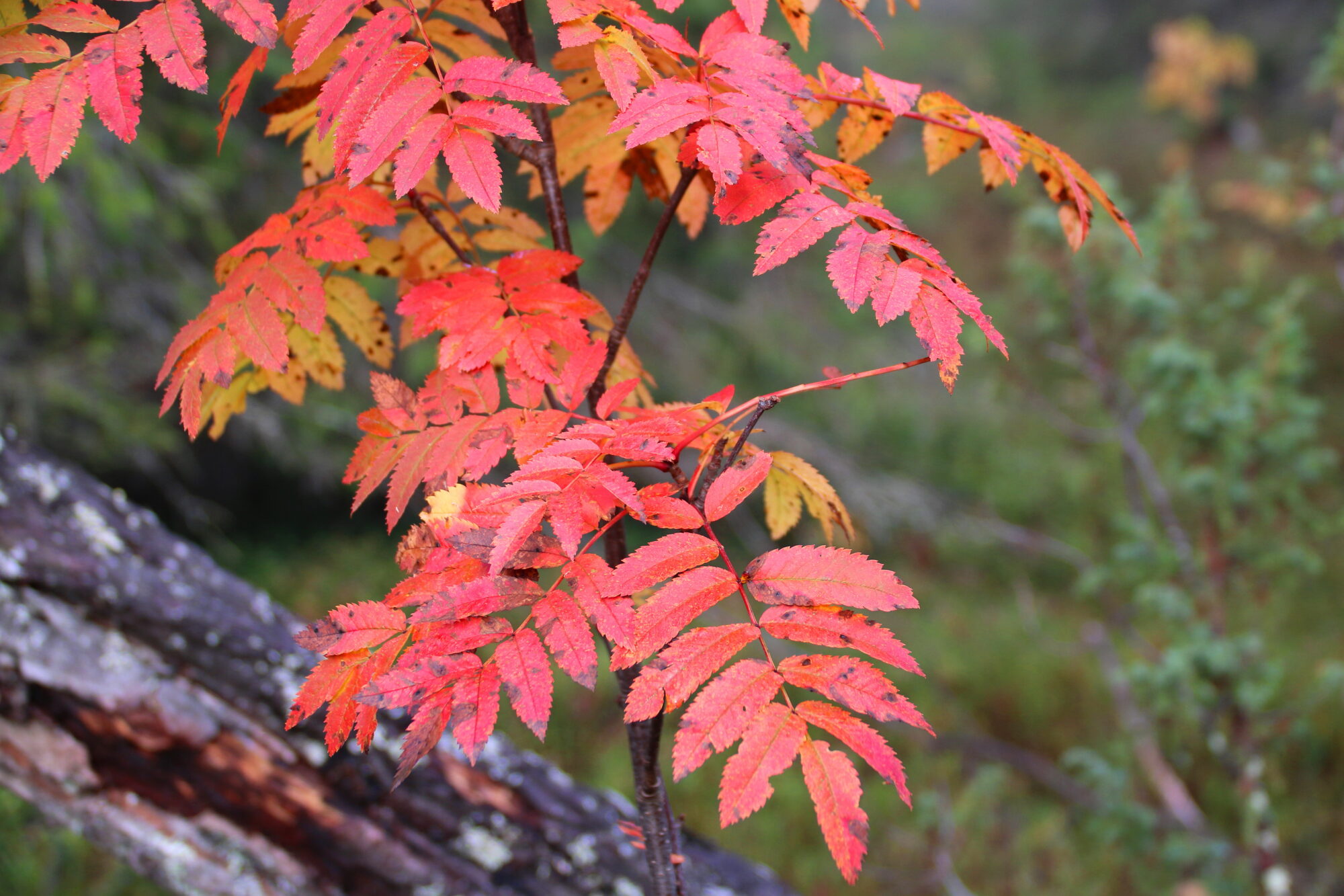 Valokuvaaja: Tuukka Pahtamaa