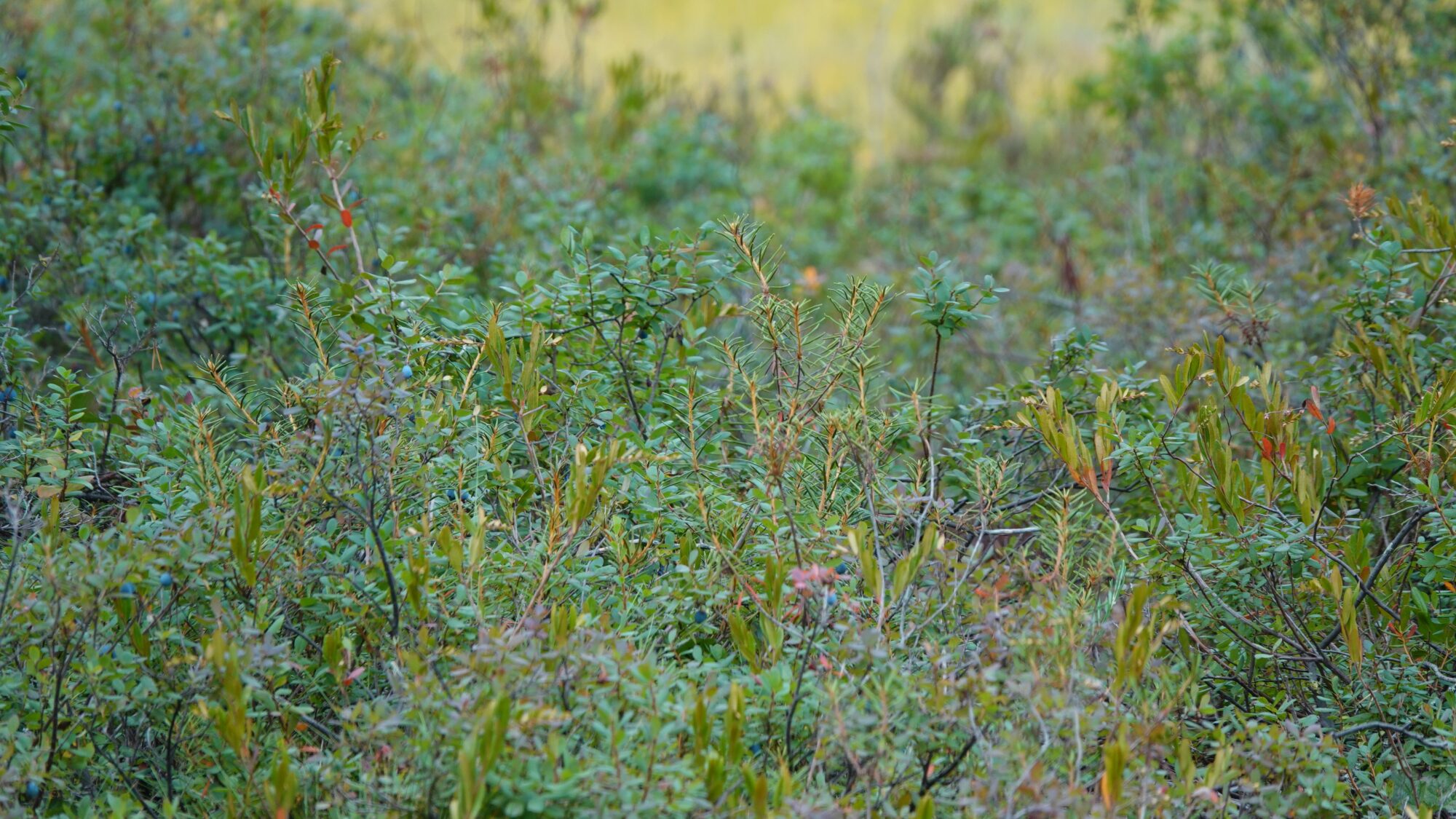 Valokuvaaja: Jenna Pitkänen Valokuvaaja: Jenna Pitkänen