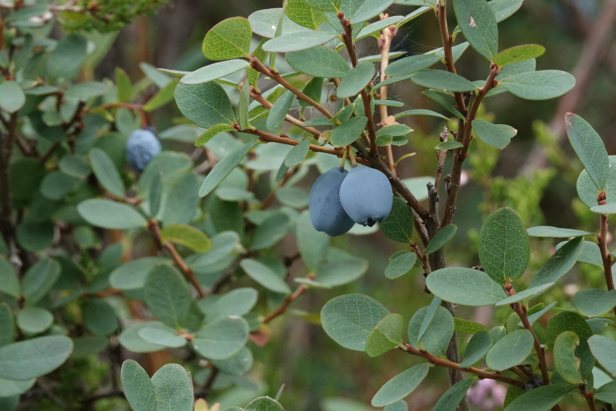 Valokuvaaja: Jenna Pitkänen Valokuvaaja: Jenna Pitkänen