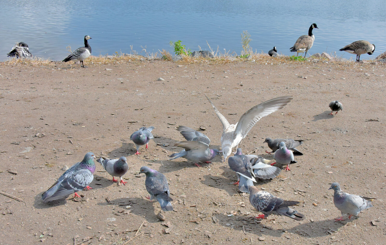 Valokuvaaja: Reijo Juurinen Valokuvaaja: Reijo Juurinen