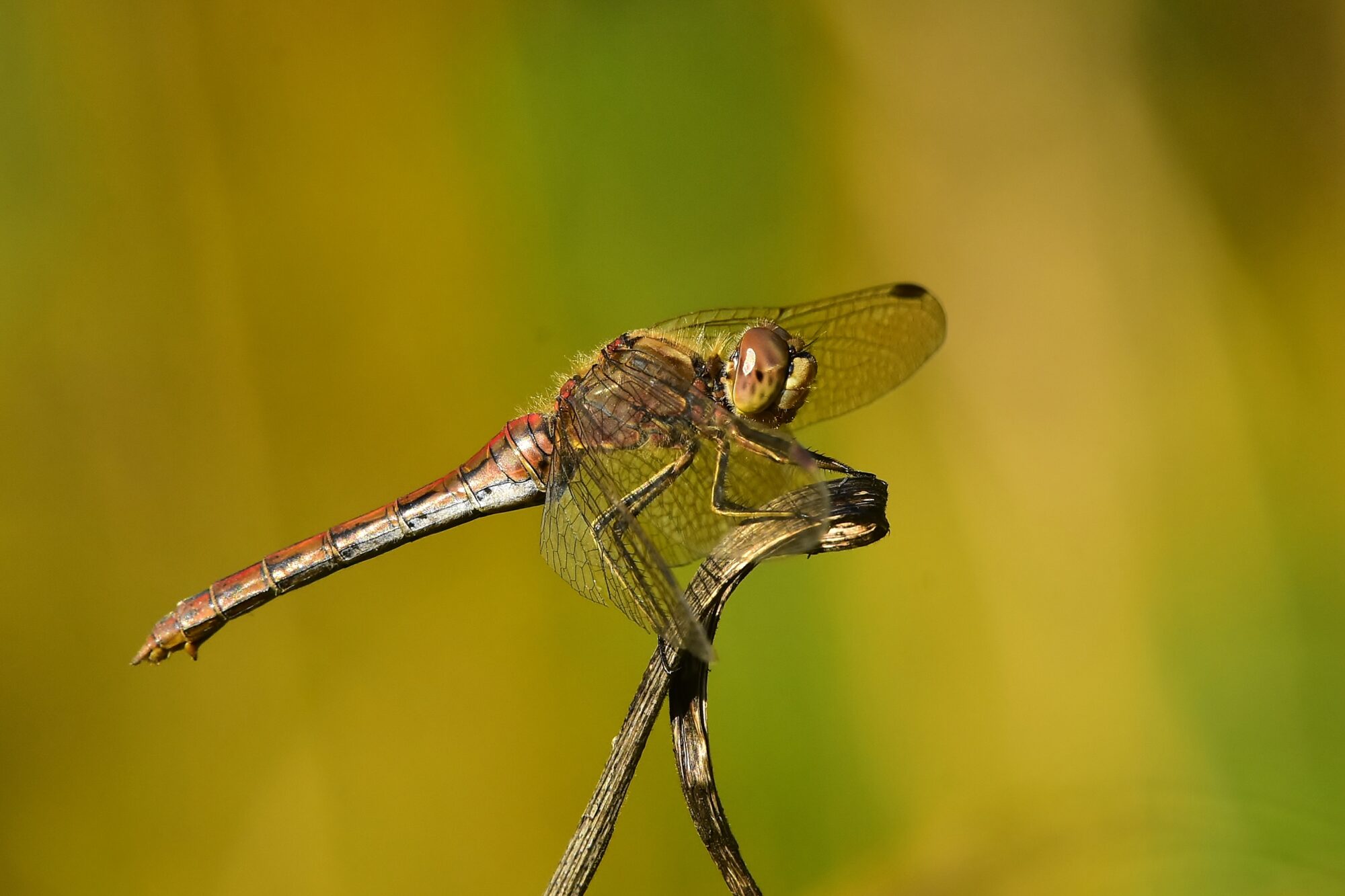 Valokuvaaja: Markku Pelkonen