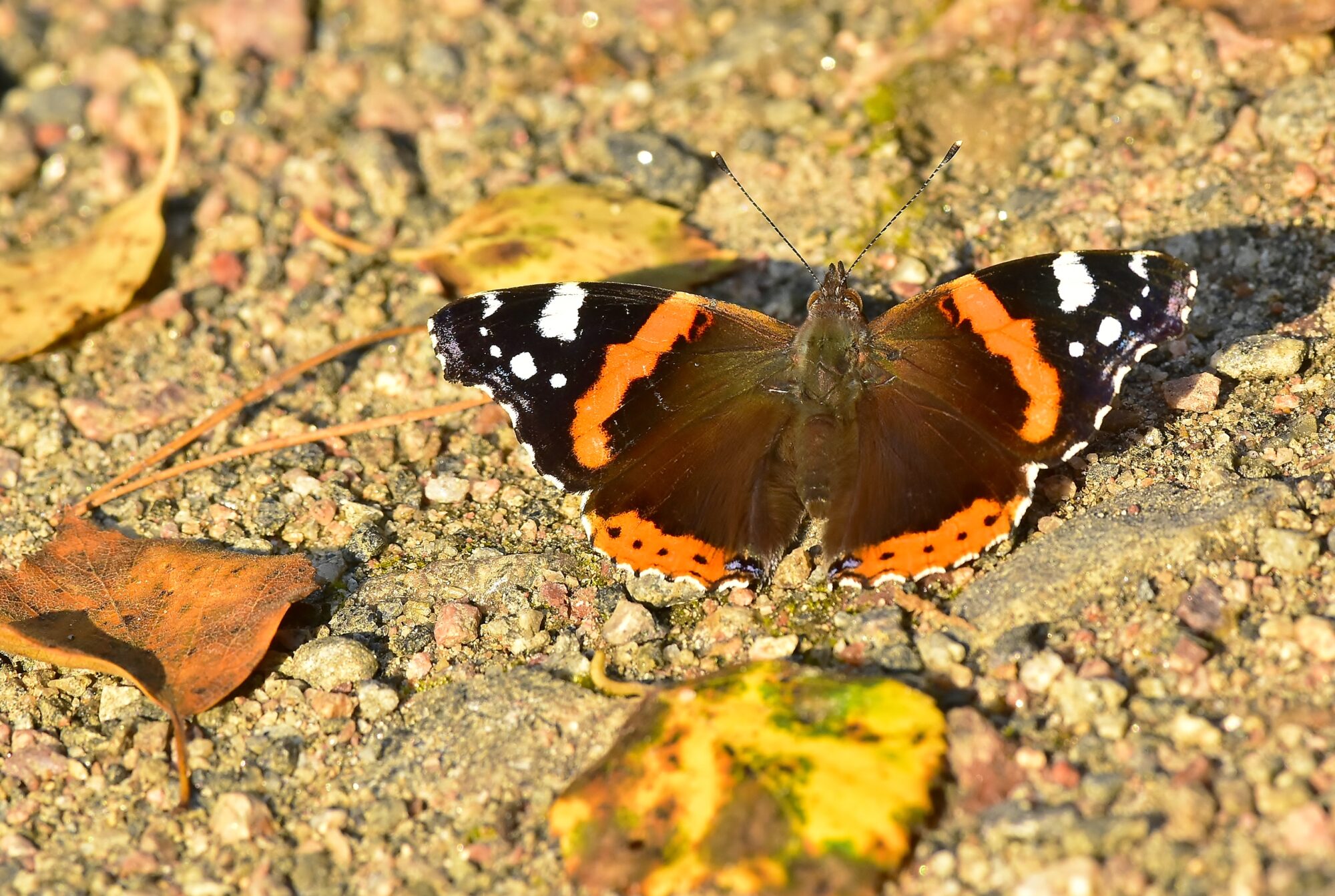 Valokuvaaja: Markku Pelkonen