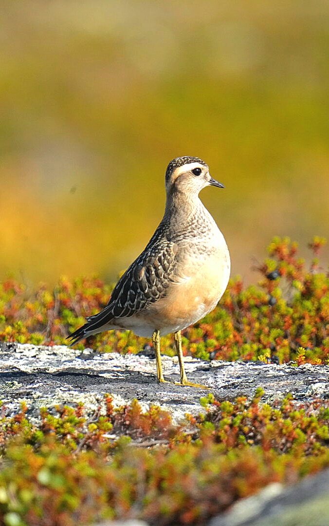 Valokuvaaja: Keijo Pekkanen