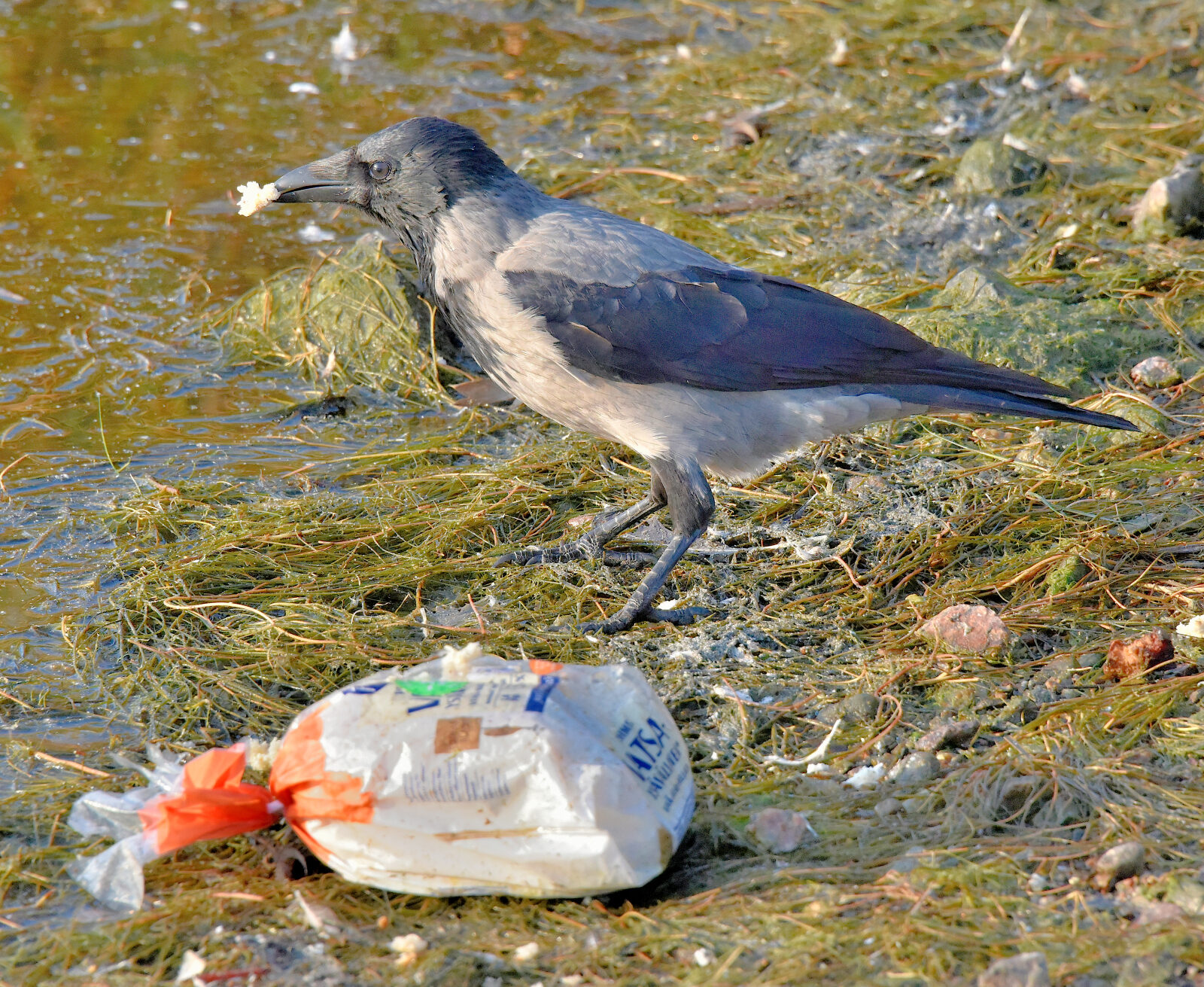 Valokuvaaja: Reijo Juurinen