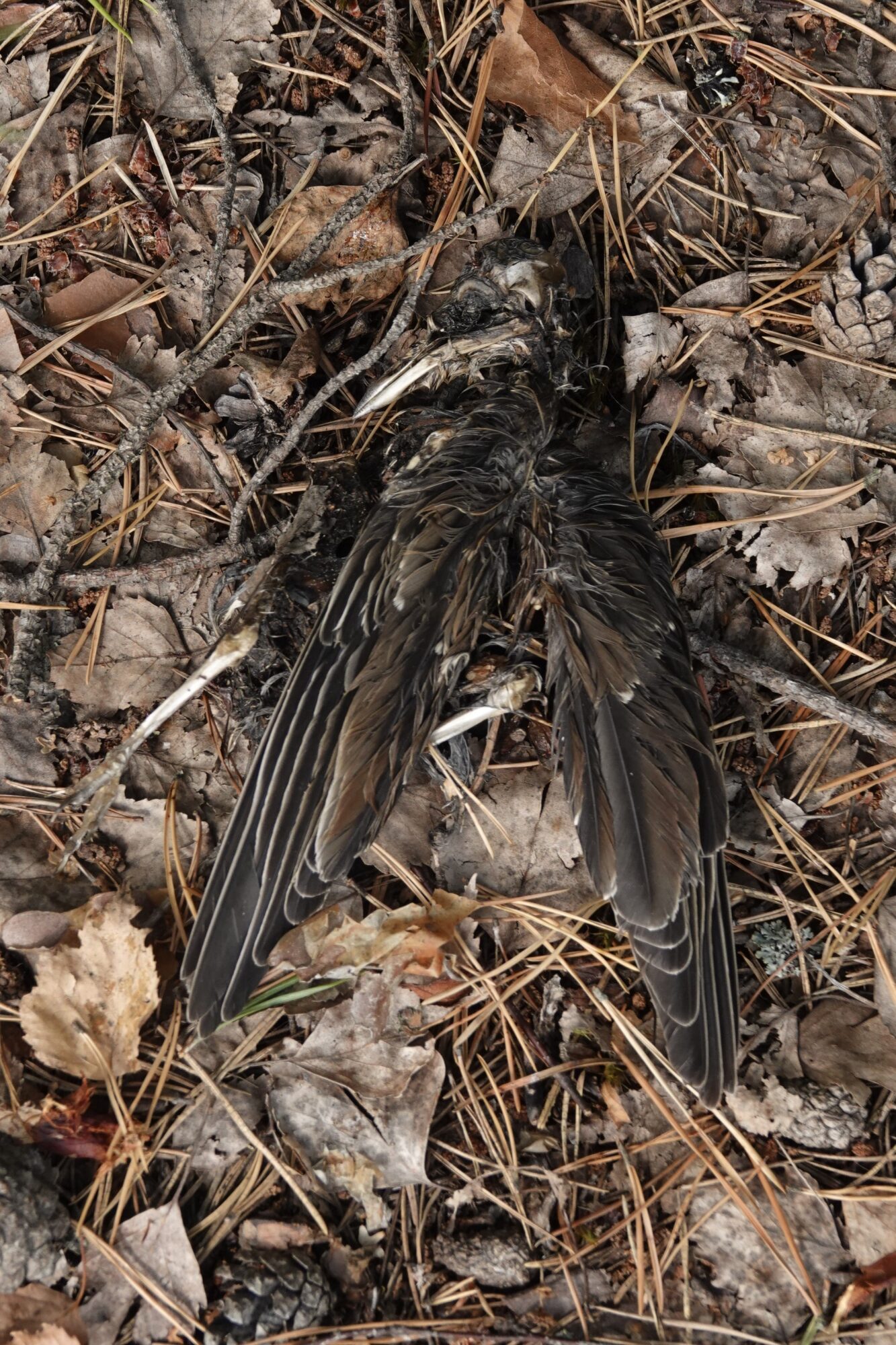 Valokuvaaja: Jenna Pitkänen Valokuvaaja: Jenna Pitkänen