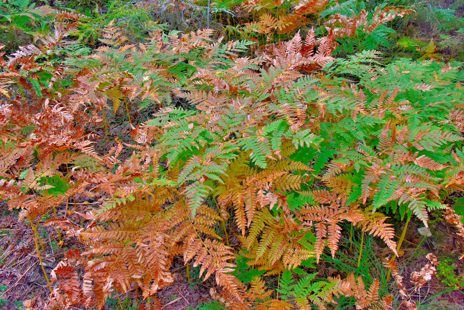 Valokuvaaja: Reijo Juurinen