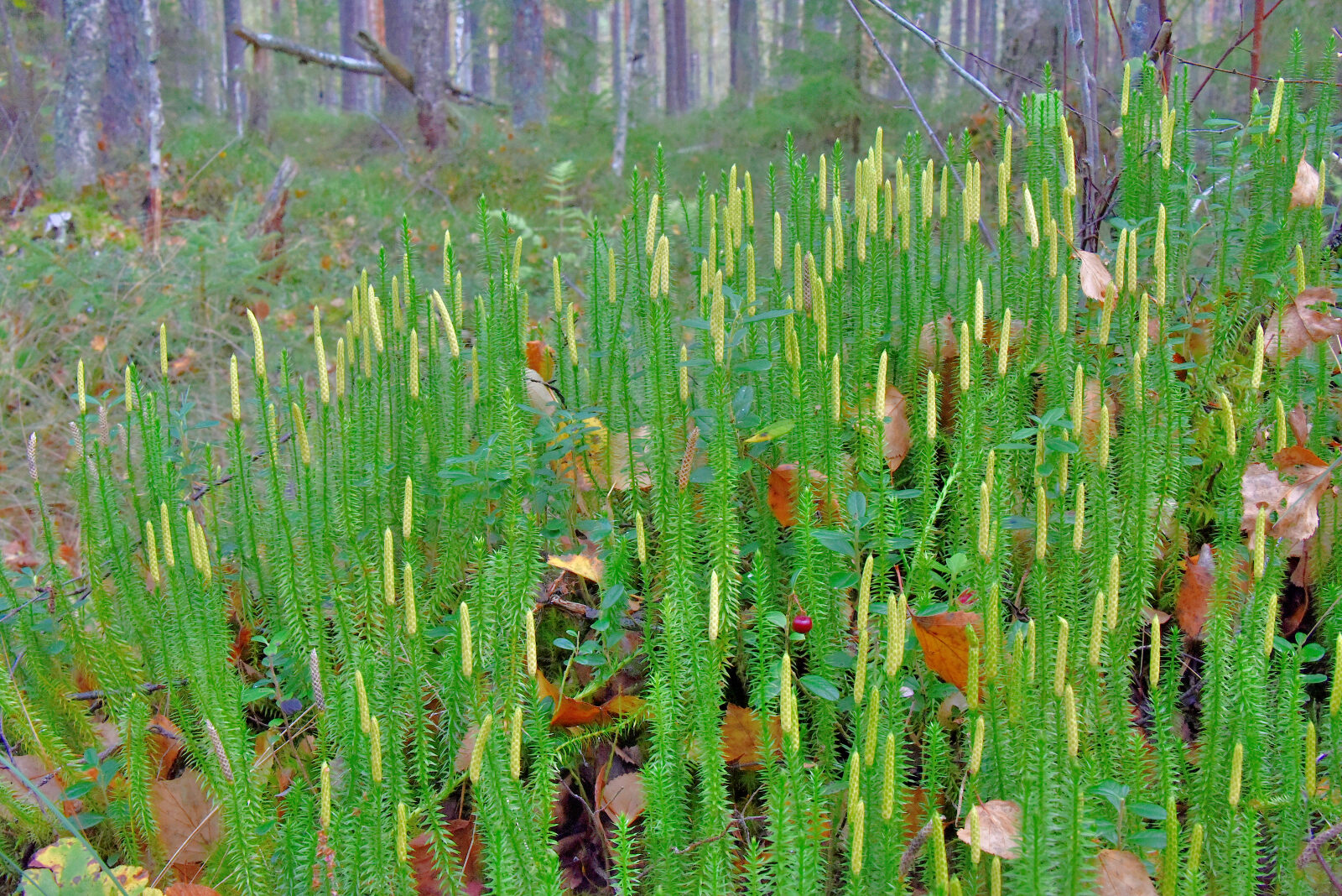 Valokuvaaja: Reijo Juurinen