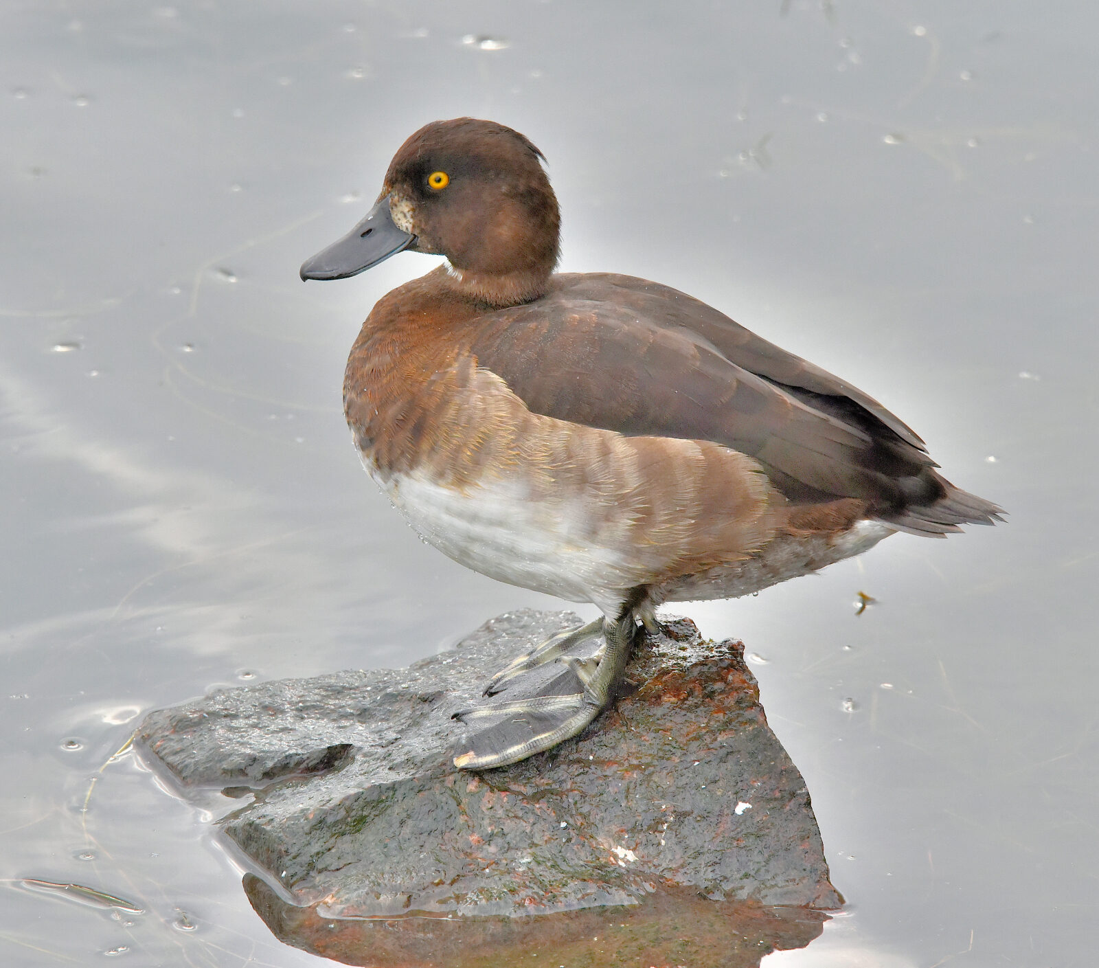 Valokuvaaja: Reijo Juurinen