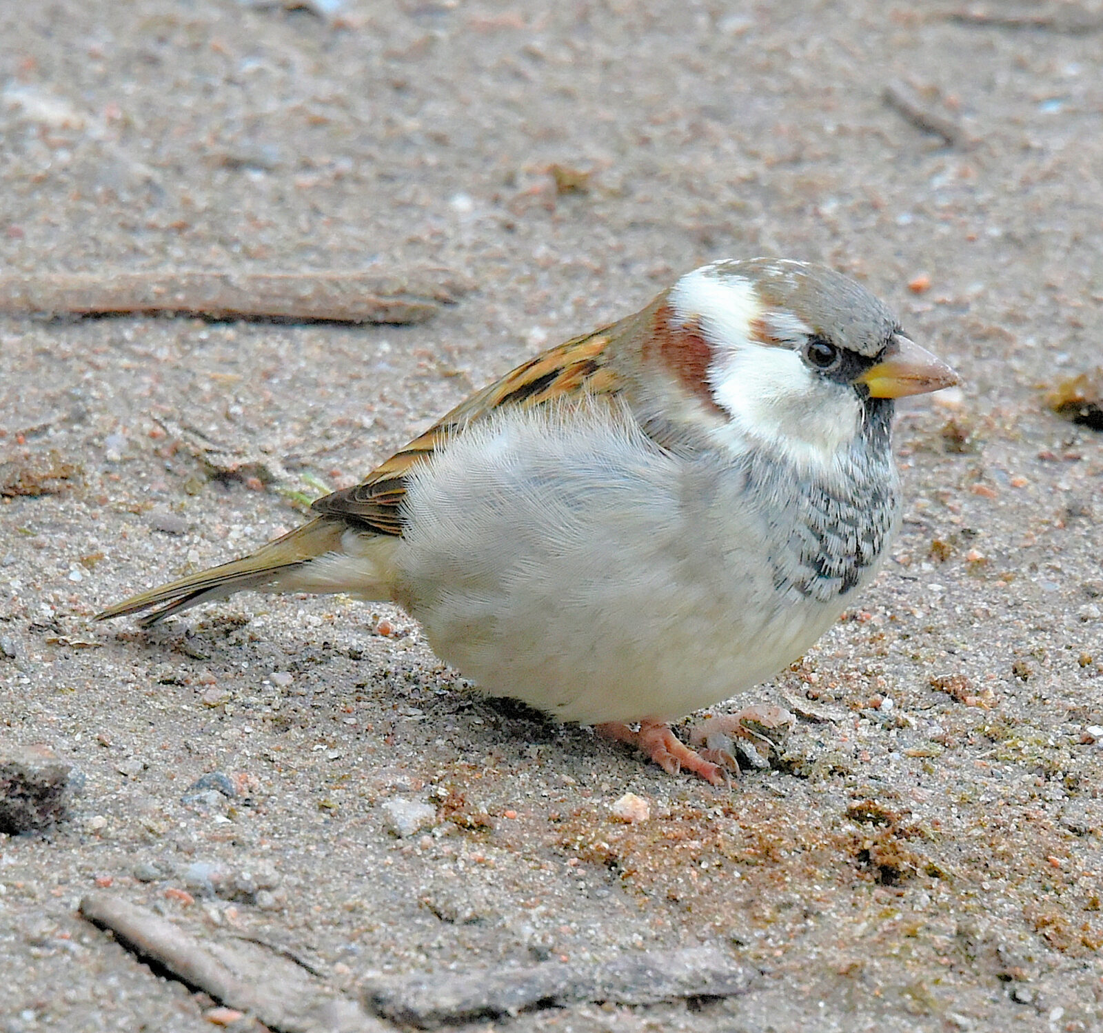 Valokuvaaja: Reijo Juurinen Valokuvaaja: Reijo Juurinen