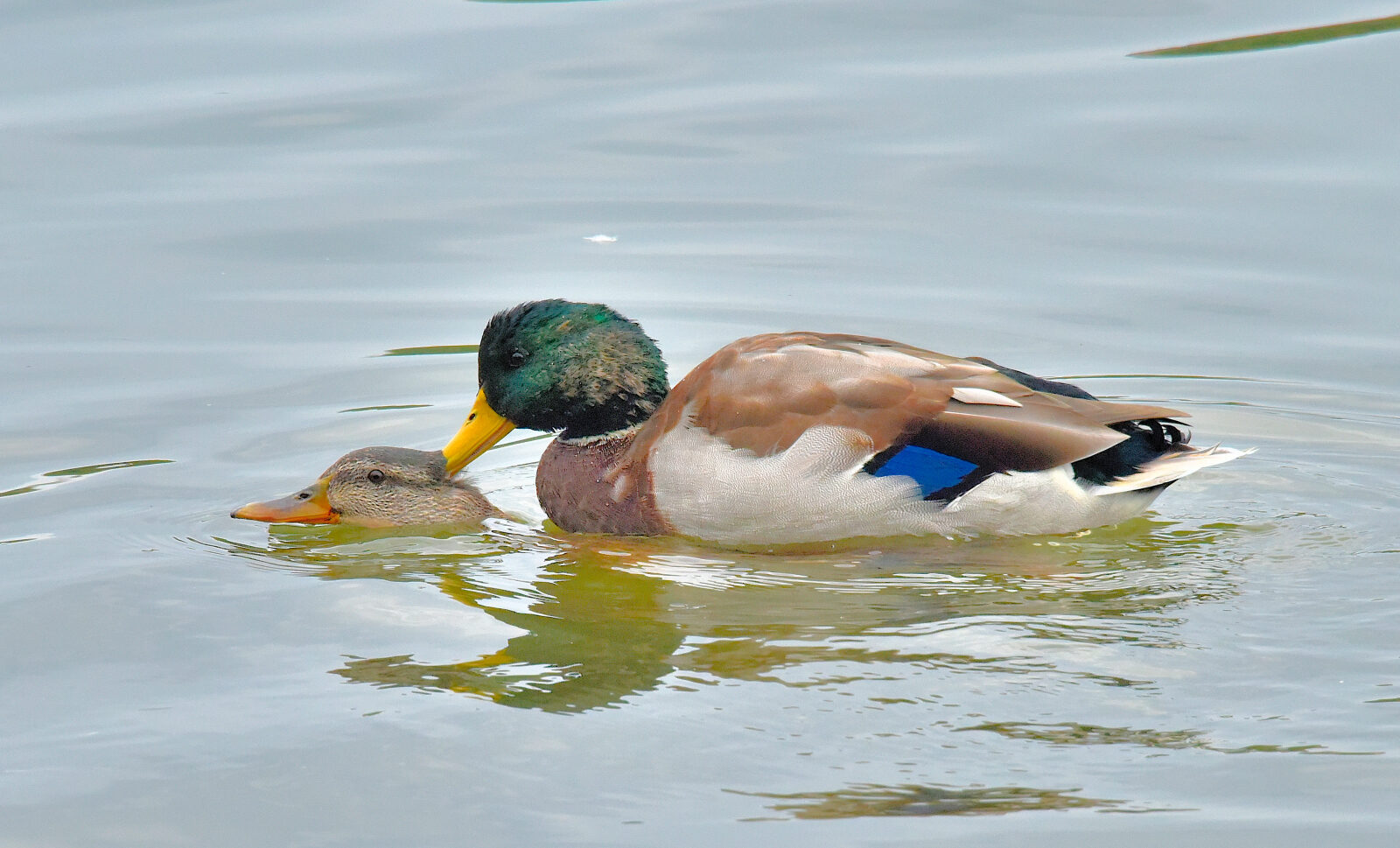 Valokuvaaja: Reijo Juurinen Valokuvaaja: Reijo Juurinen