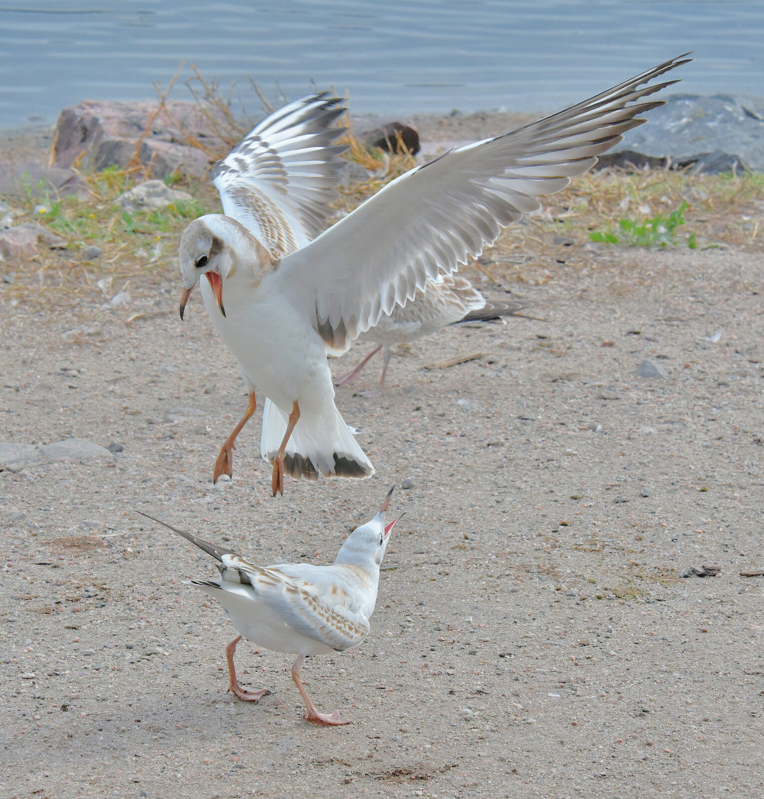 Valokuvaaja: Reijo Juurinen