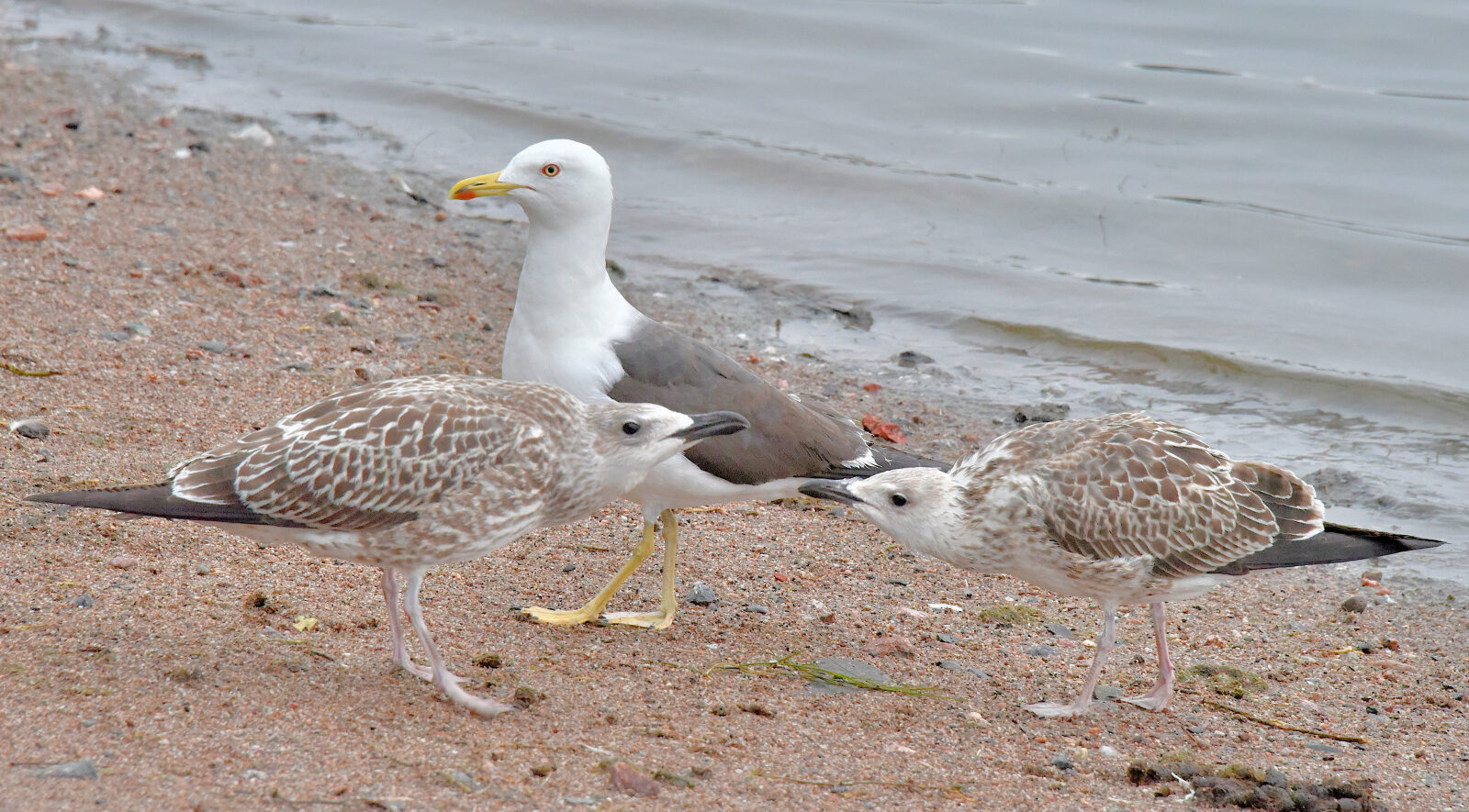 Valokuvaaja: Reijo Juurinen