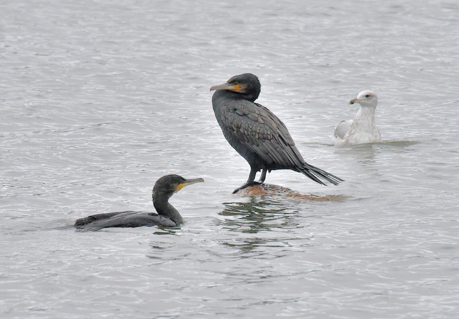 Valokuvaaja: Reijo Juurinen