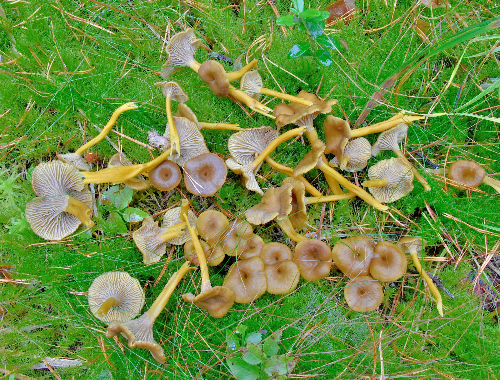 Valokuvaaja: Reijo Juurinen Valokuvaaja: Reijo Juurinen