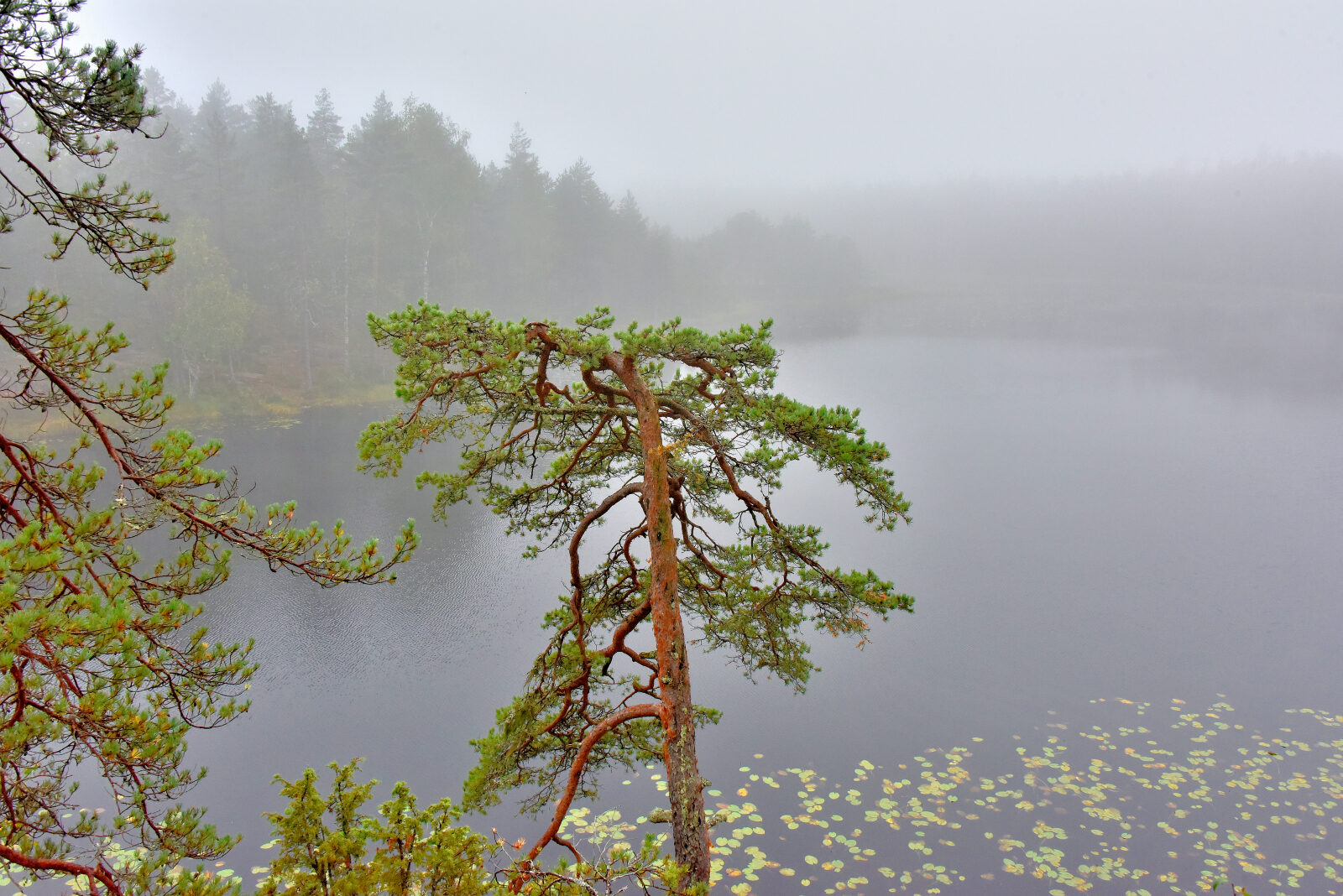 Valokuvaaja: Reijo Juurinen Valokuvaaja: Reijo Juurinen