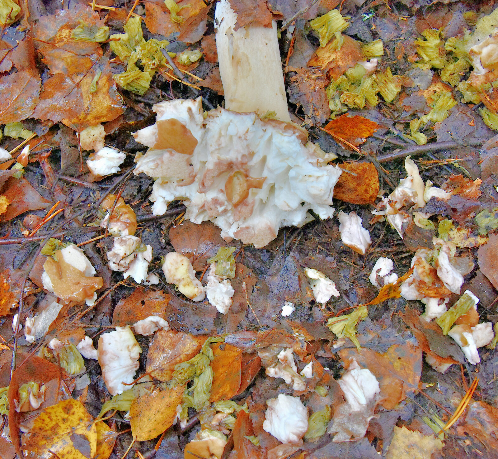 Valokuvaaja: Reijo Juurinen Valokuvaaja: Reijo Juurinen