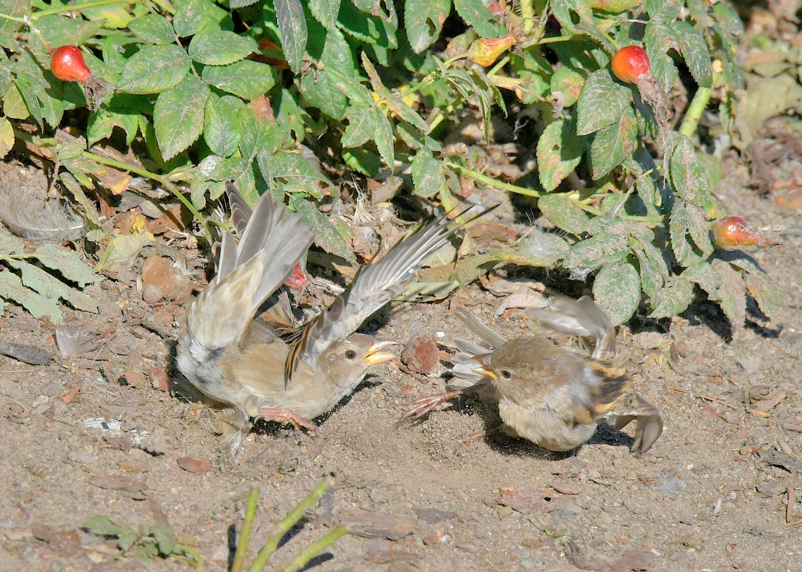 Valokuvaaja: Reijo Juurinen Valokuvaaja: Reijo Juurinen
