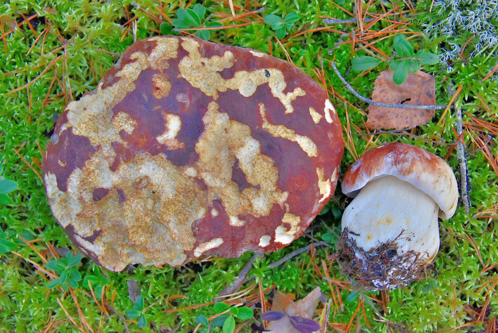 Valokuvaaja: Reijo Juurinen