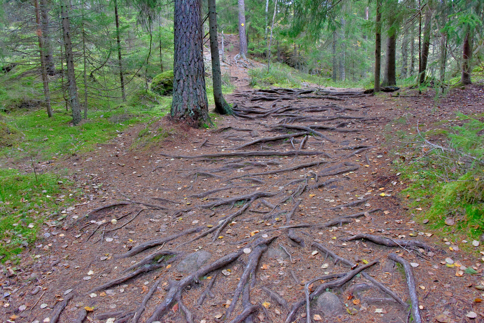 Valokuvaaja: Reijo Juurinen