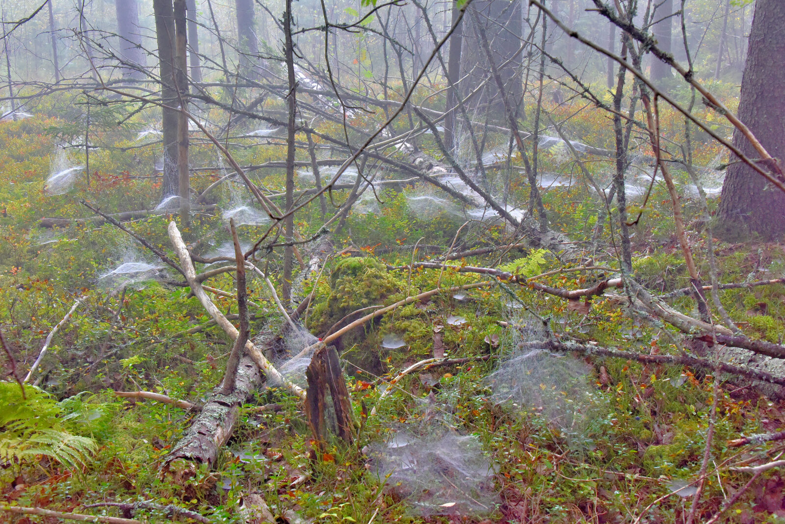 Valokuvaaja: Reijo Juurinen