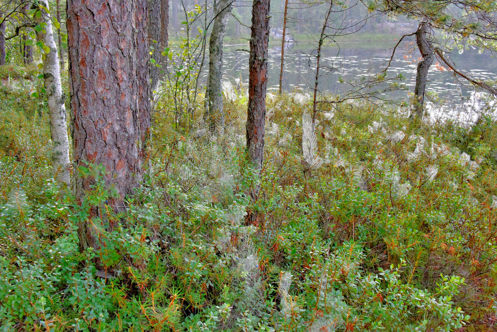 Valokuvaaja: Reijo Juurinen
