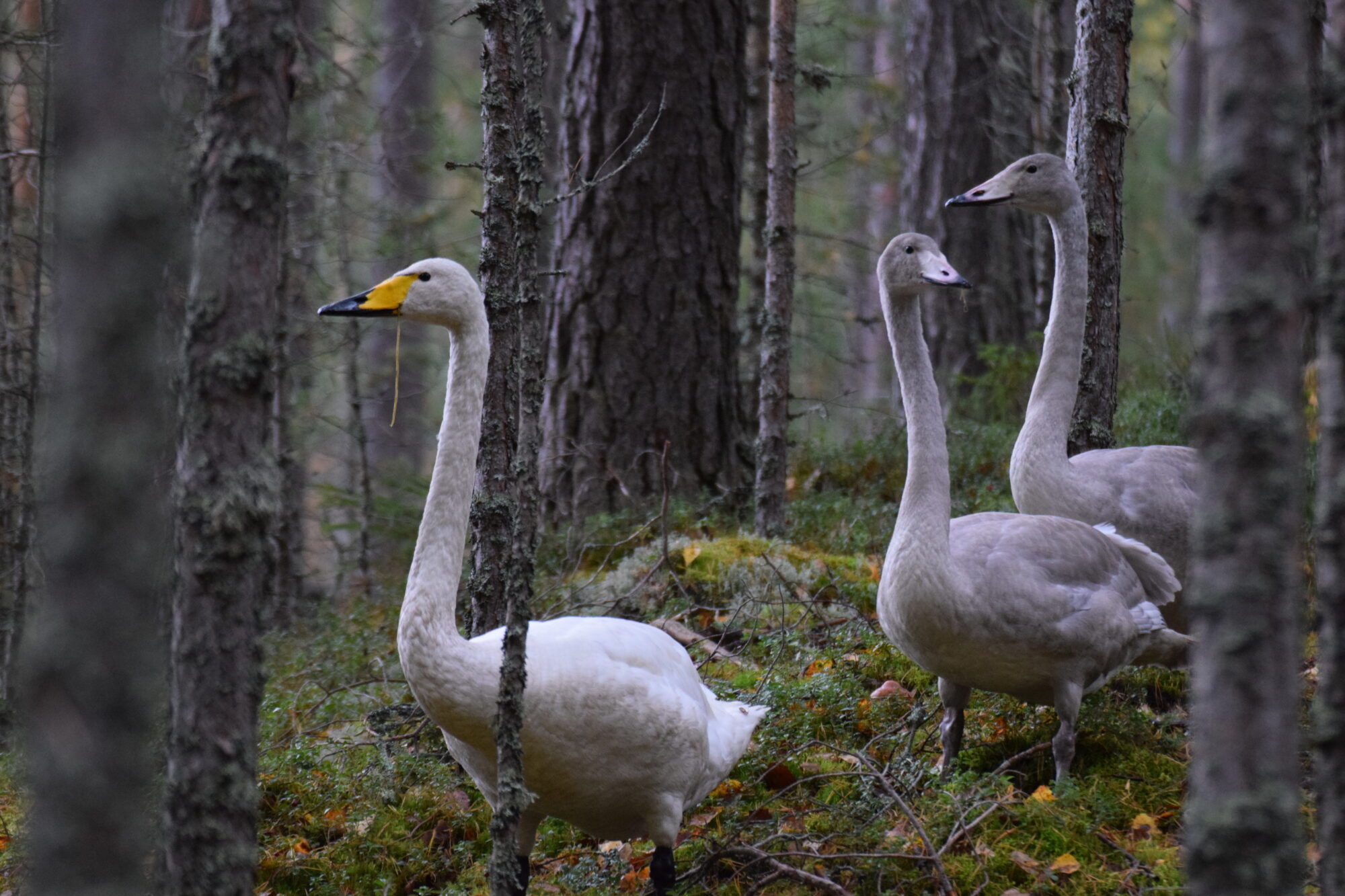 Valokuvaaja: Riitta Marjamäki