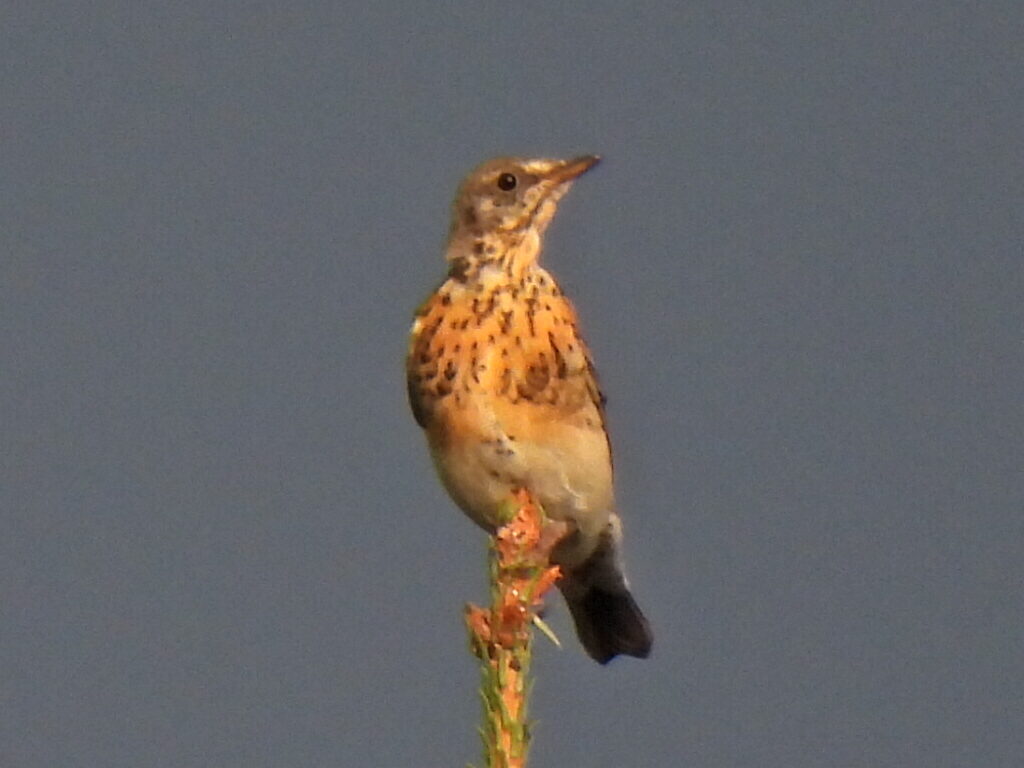 Valokuvaaja: Paula Rautio