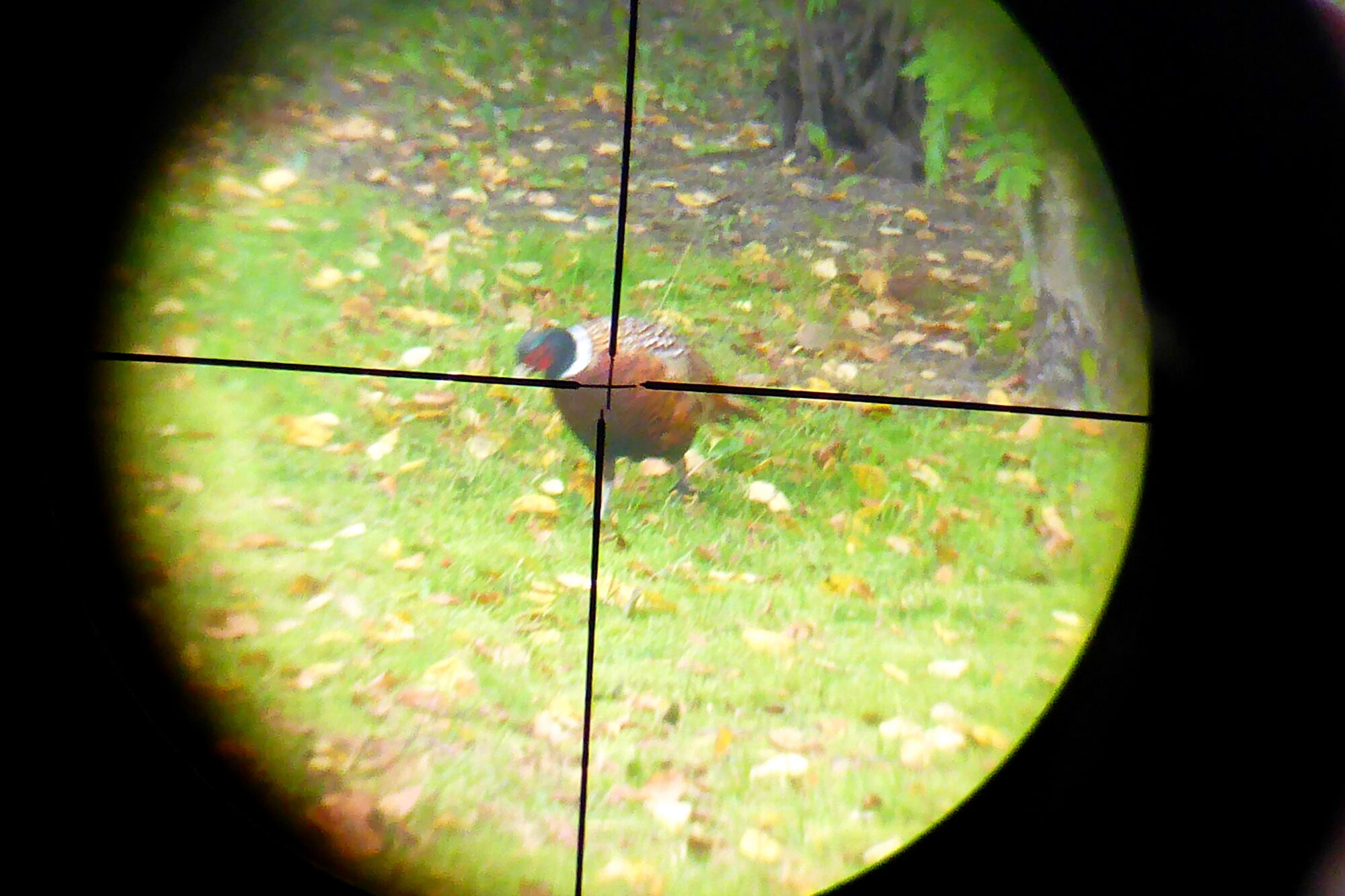 Valokuvaaja: Kaarlo Asikainen