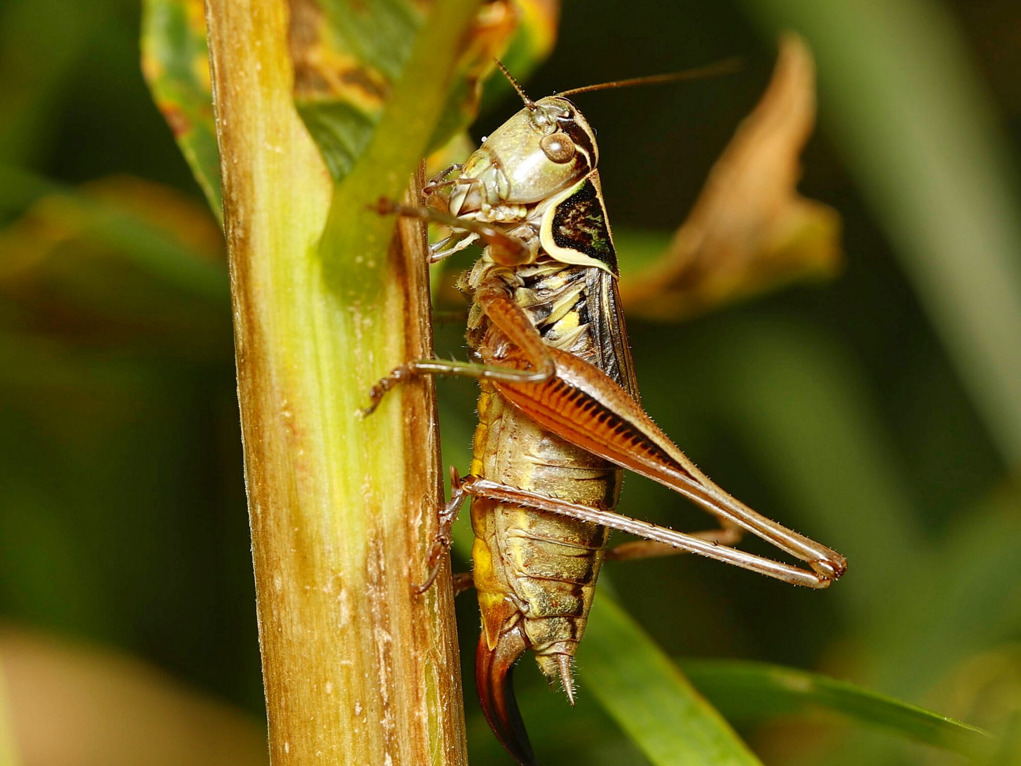 Valokuvaaja: TOMMI KUJALA