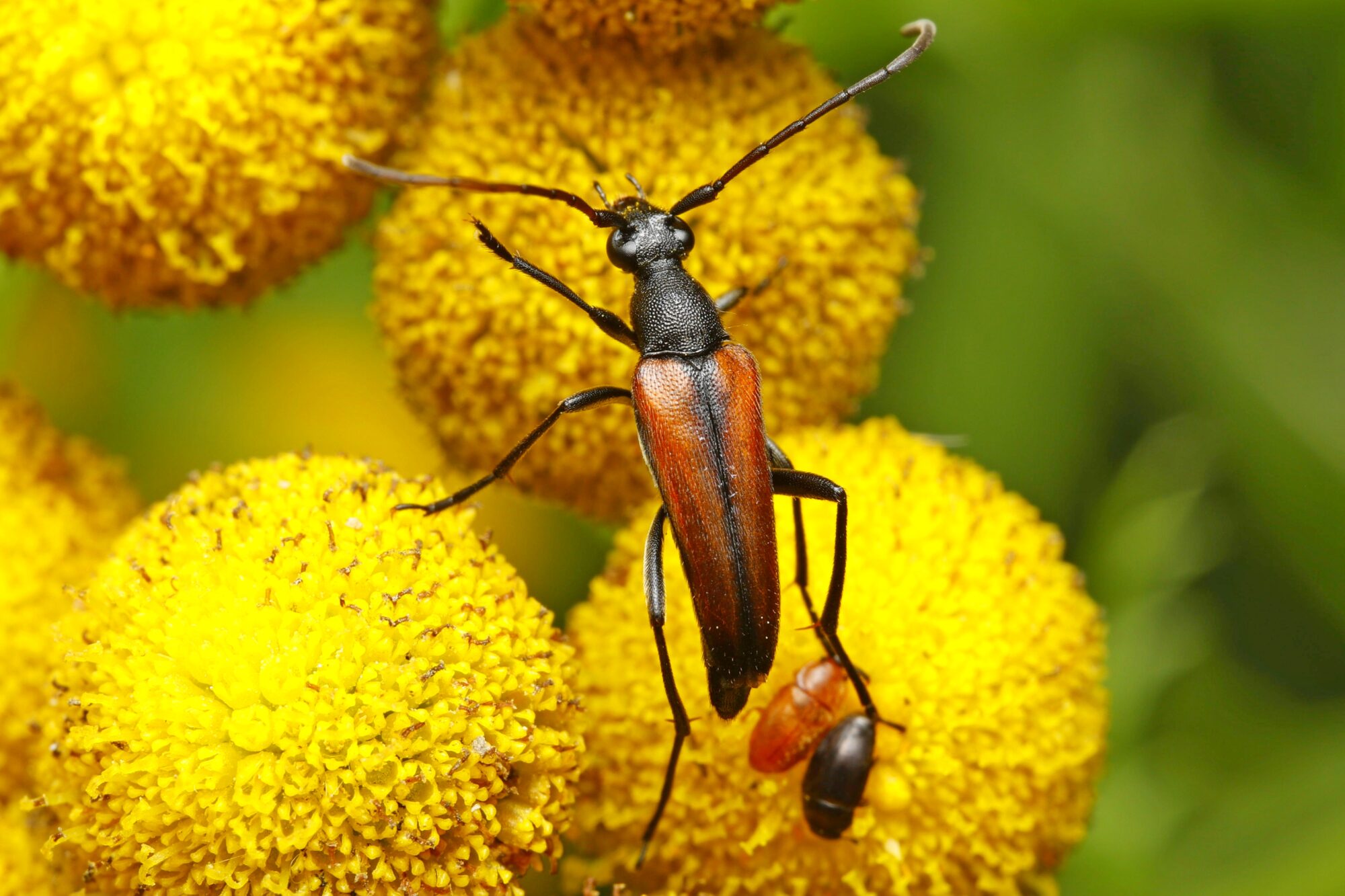 Valokuvaaja: TOMMI KUJALA