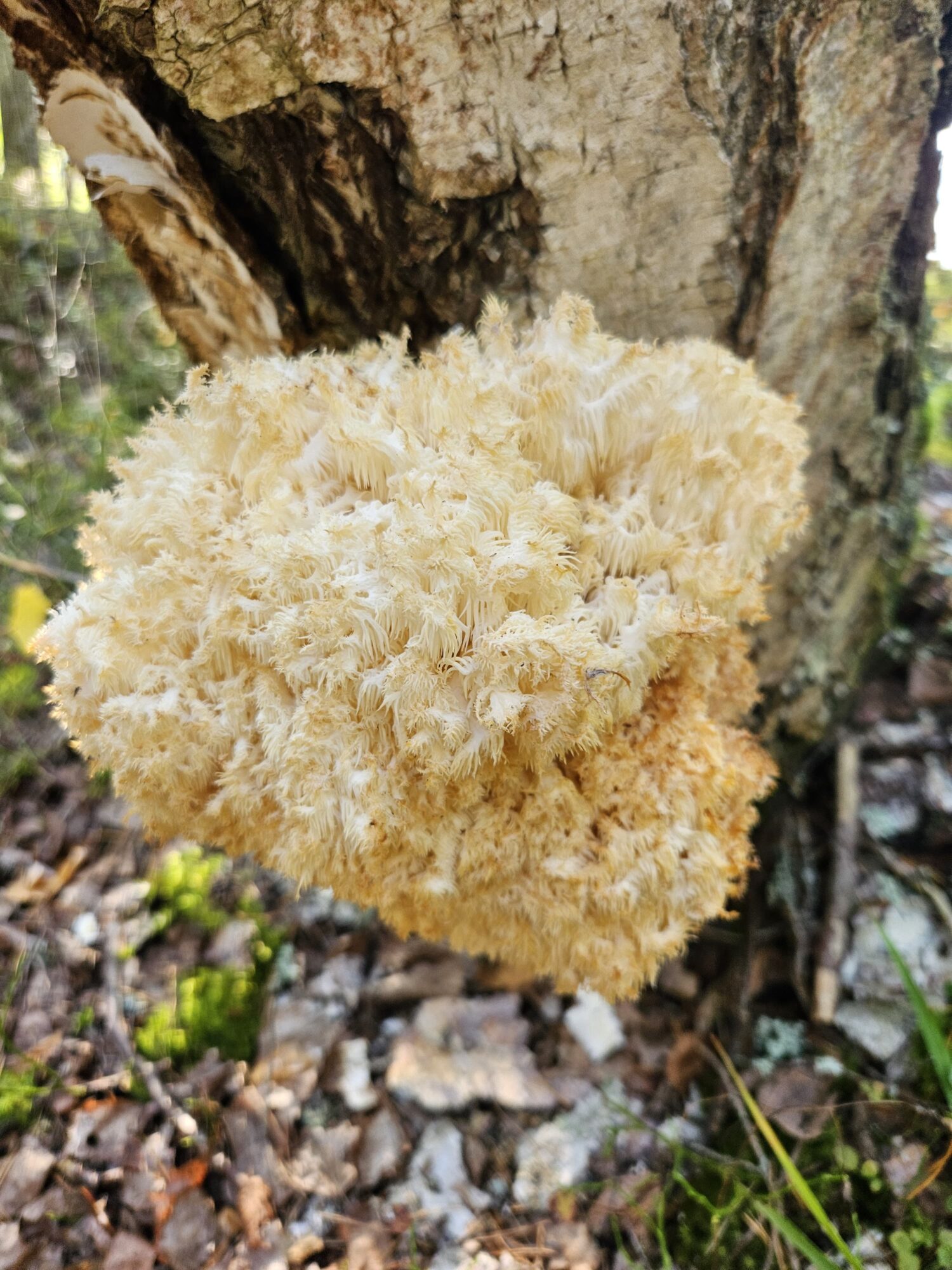 Valokuvaaja: Mimmi Kaskenpää Valokuvaaja: Mimmi Kaskenpää