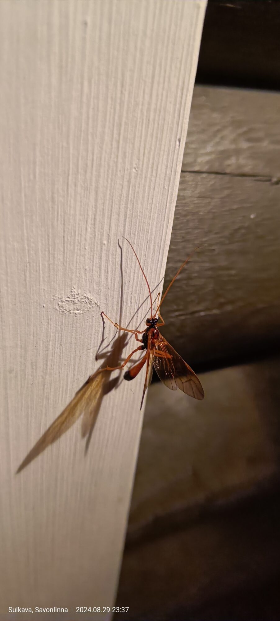 Valokuvaaja: Niina Höglund