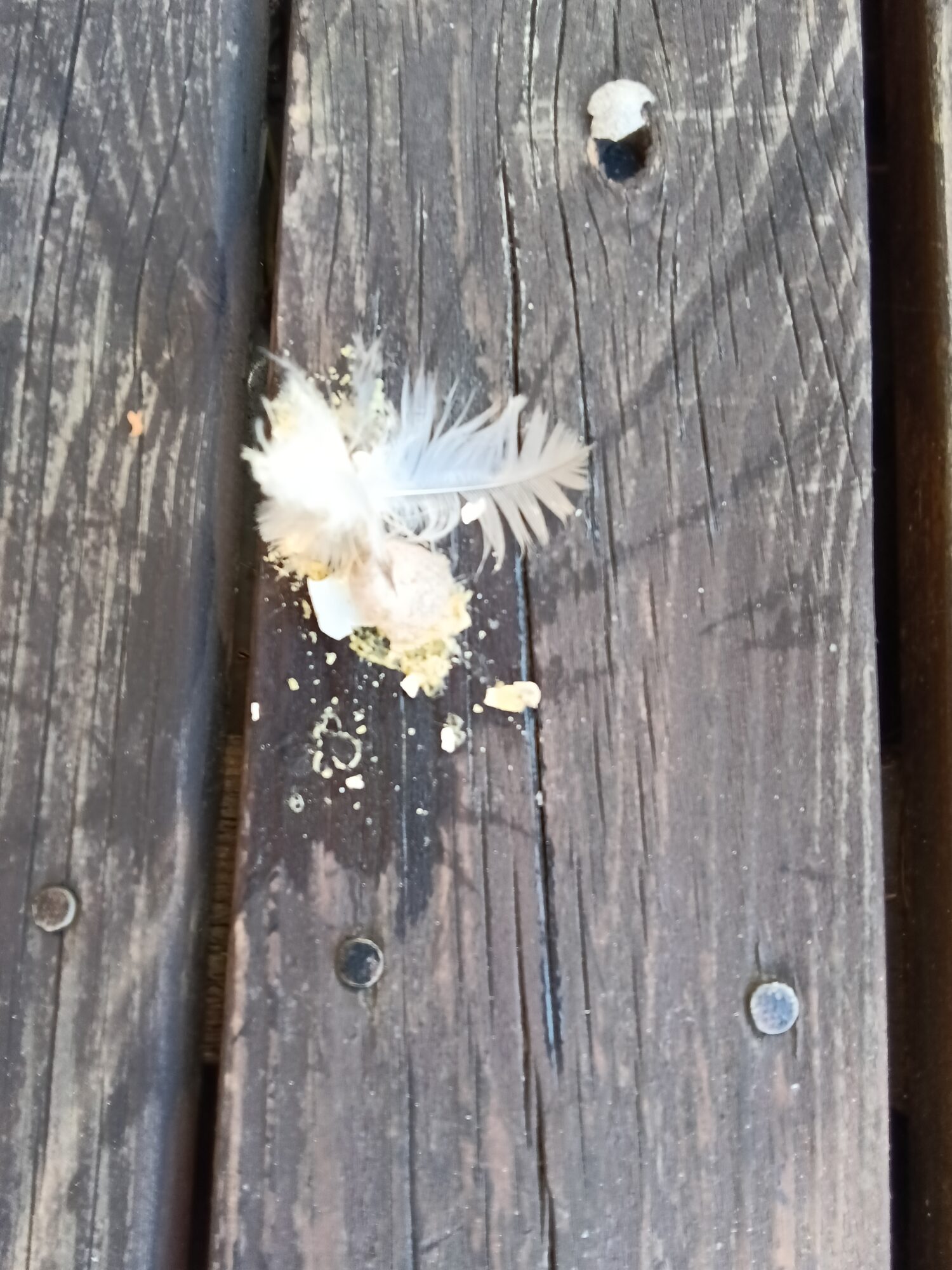 Valokuvaaja: Eija Johanna Saastamoinen